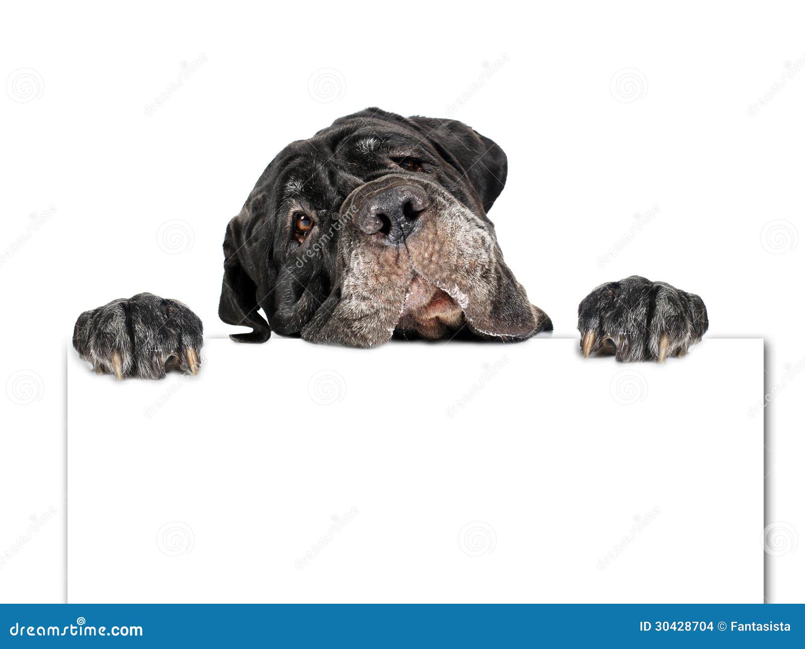 Hund und Pappe. stockfoto. Bild von lustig, nett, wekzeugspritze 30428704