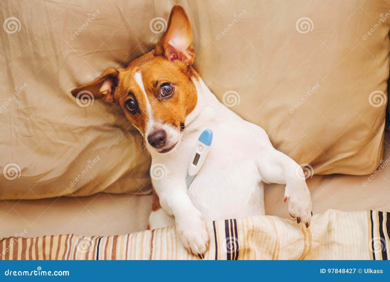 Hund Under Täcket Feber Och Temperatur Fotografering för Bild av medicin, lyckligt: