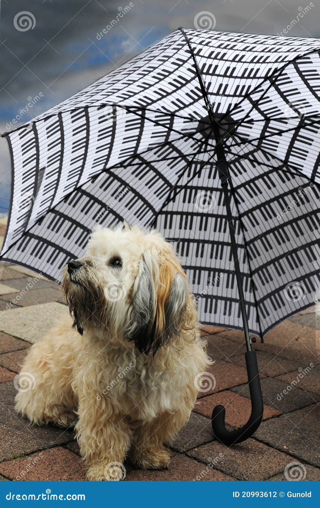 Hund Unter Einem Regenschirm Stockfoto Bild von sitzung, aufwartung