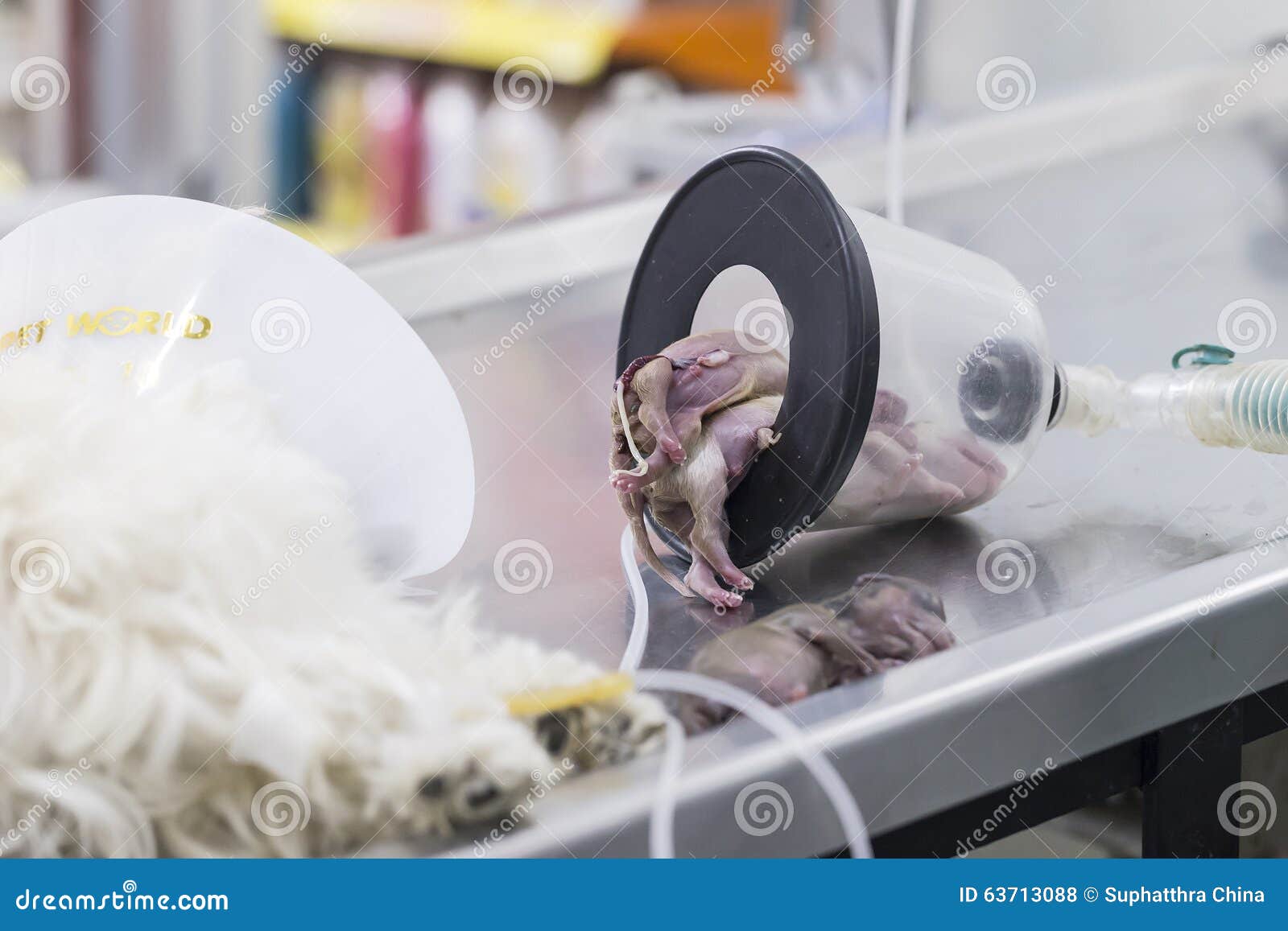 owalo design Kaiserschnitt Bei Hunden