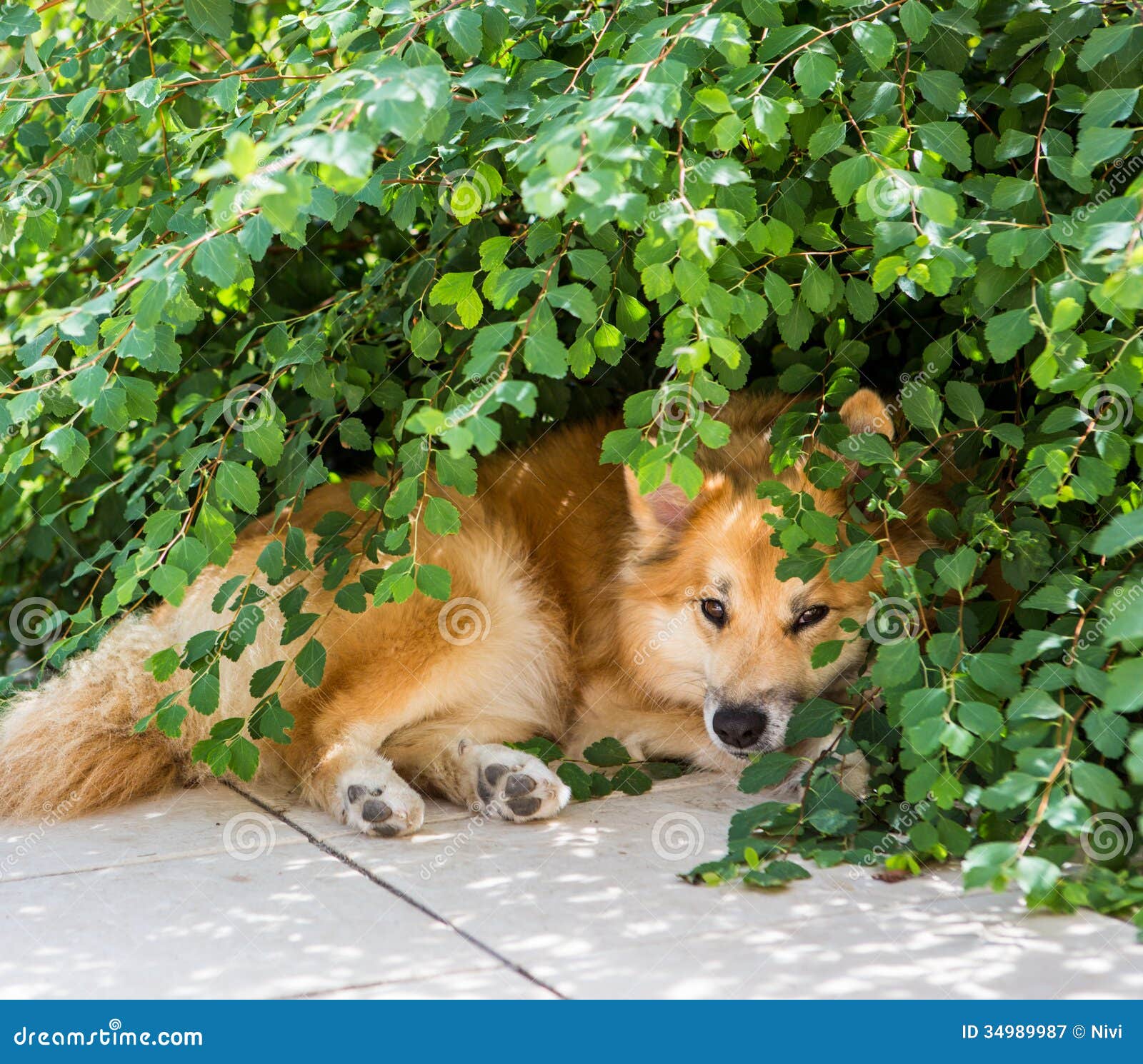 Hund Versteckt Sich Von Der Sonne Stockbild Bild von haarig, sommer