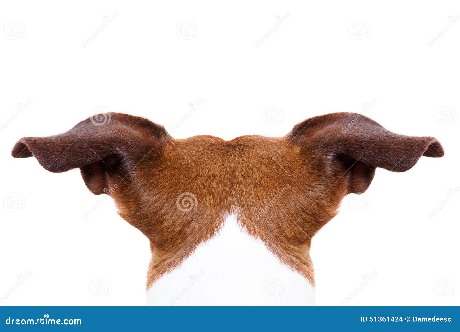 Hund Von Hinten Rückseite Stockfoto Bild 51361424