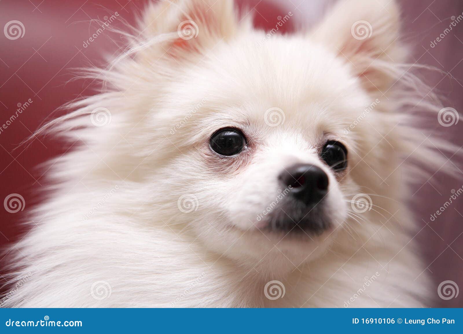 Hund, weißes Pomeranian stockfoto. Bild von hund, pomeranian 16910106