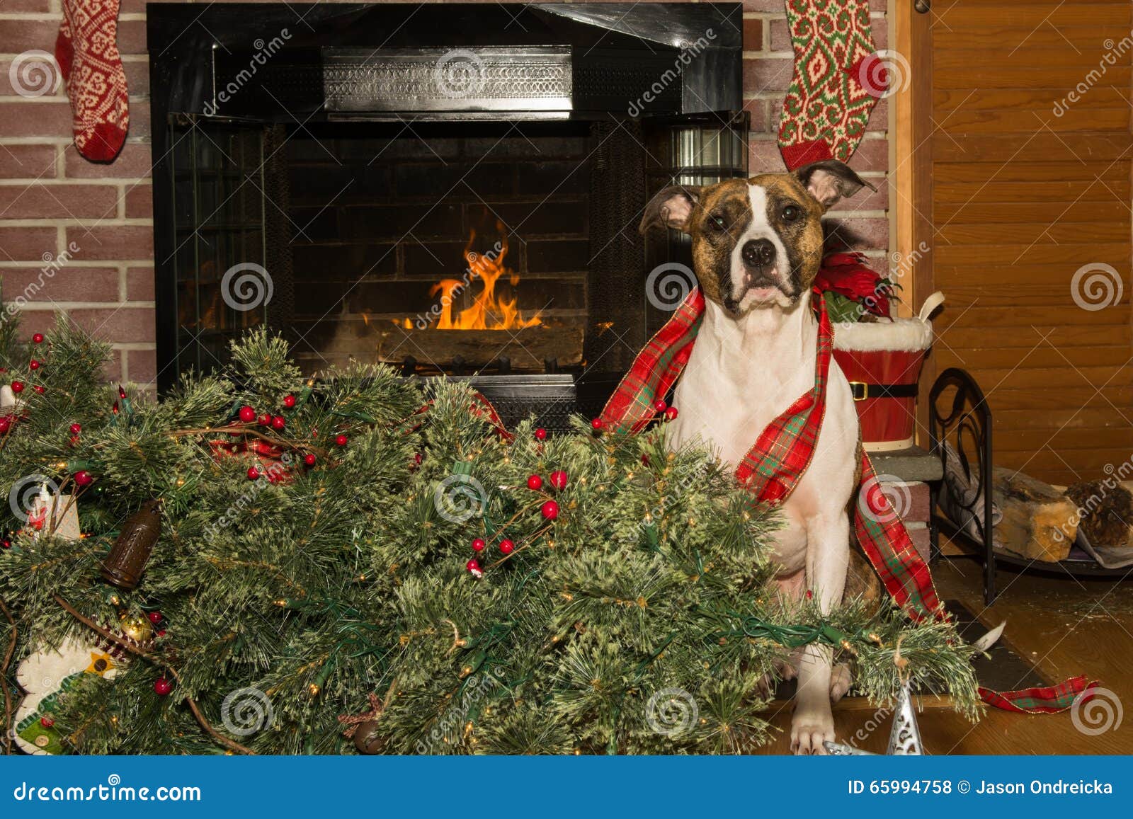 Hund zerstört Weihnachten stockfoto. Bild von komisch 65994758