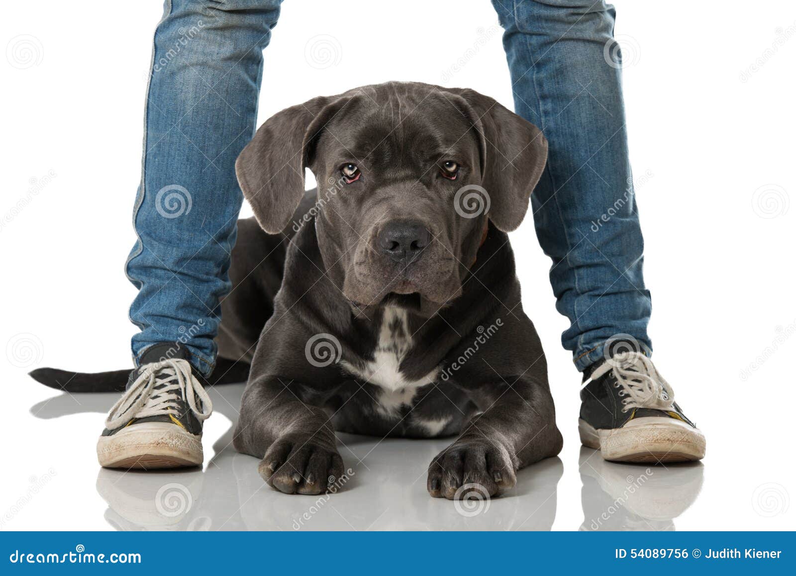 Hund zwischen Beinen stockfoto. Bild von tatzen, zwischen 54089756