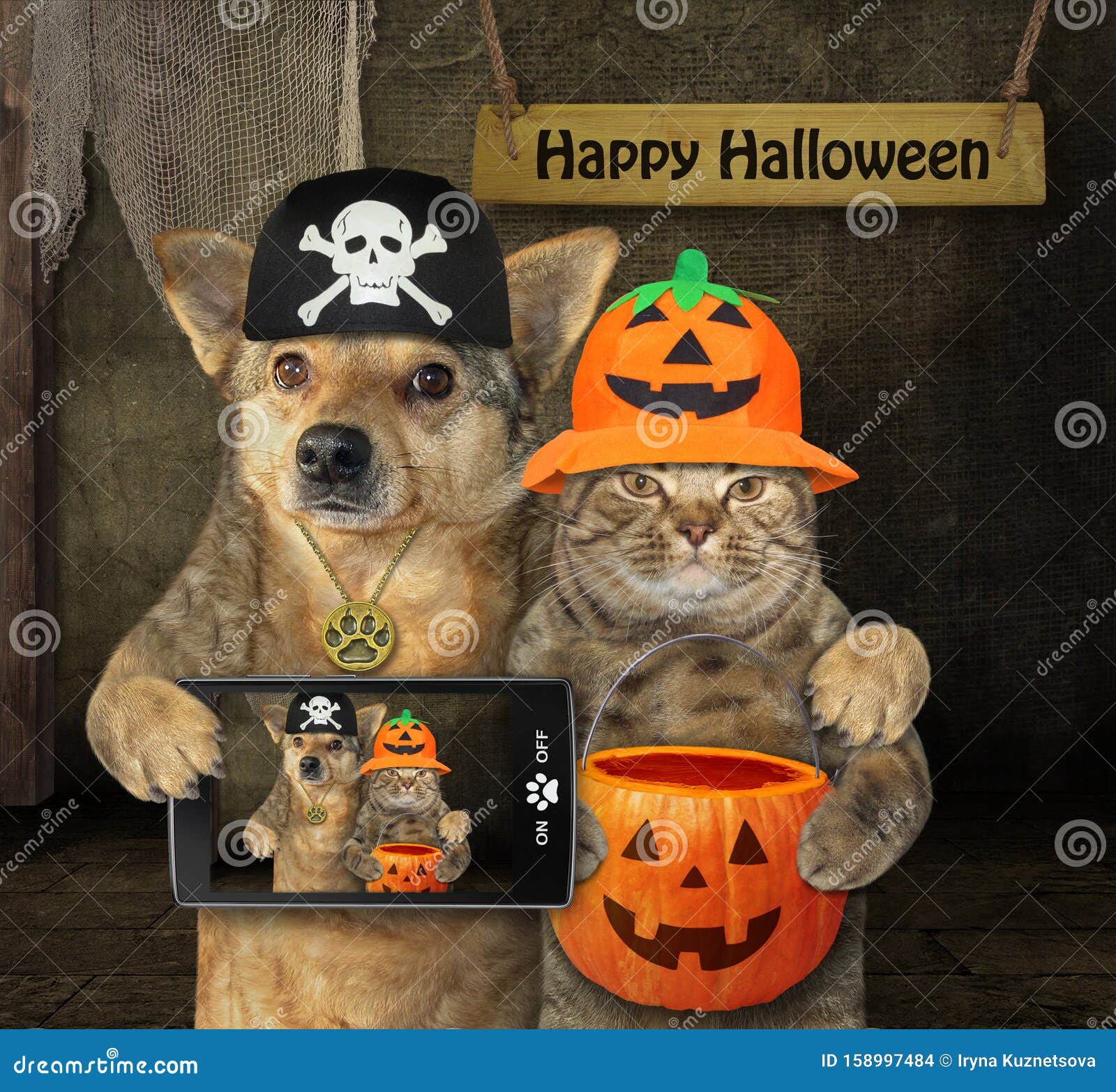 Hundar Med Katt För Halloween Arkivfoto Bild Av Boaen Angus 158997484