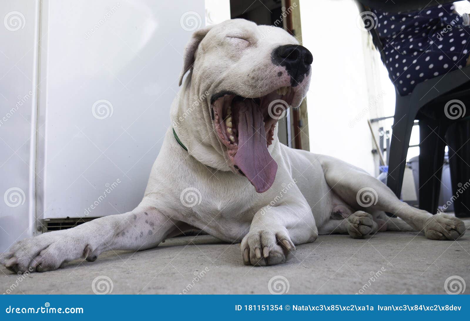 Seletøj Ledelse dobbelt Hunddogo Argentino Yawns. Argentinsk Mastiff Arkivfoto - Bild av hund,  framsida: 181151354