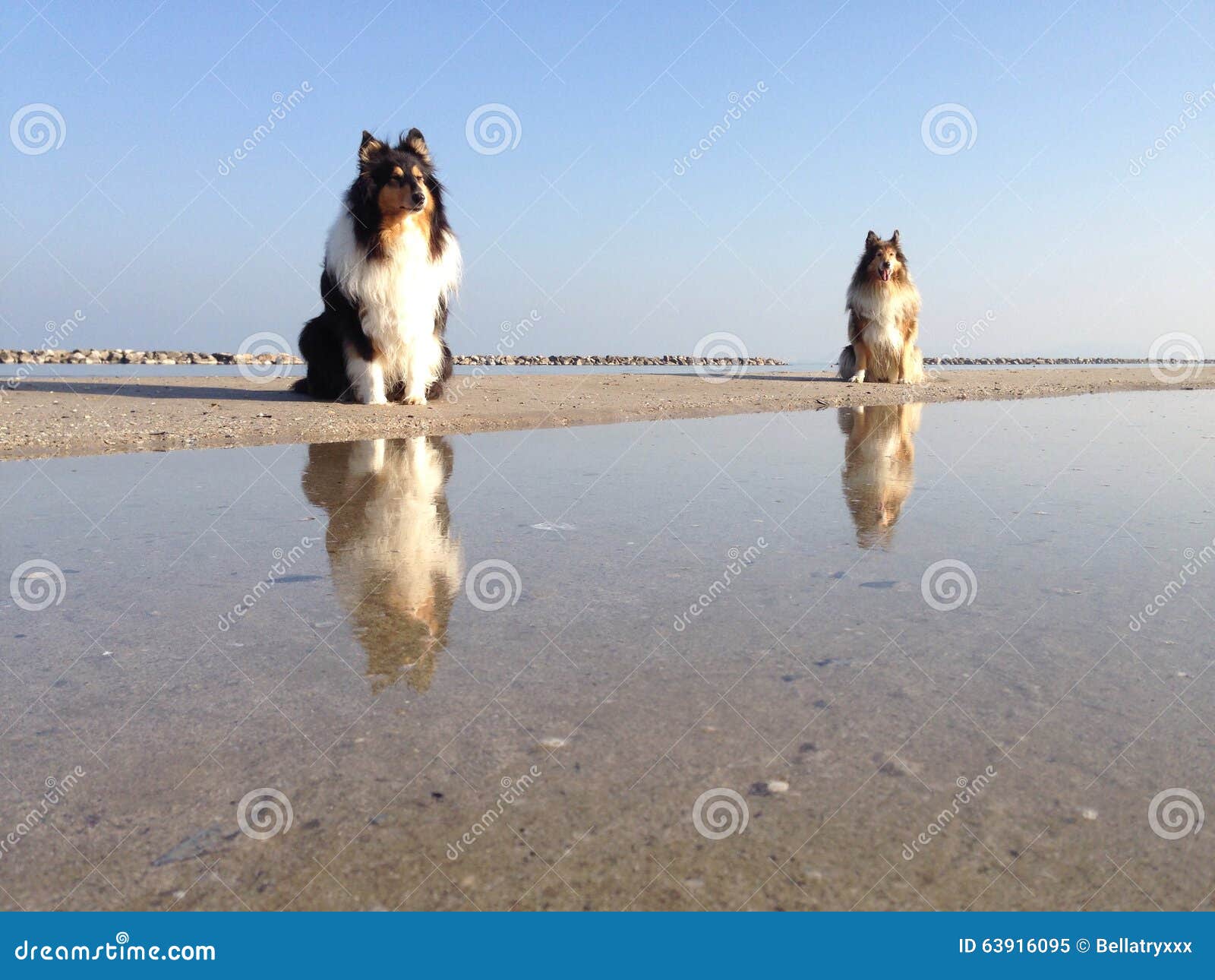 Hunde auf Wasser am Strand stockbild. Bild von 63916095