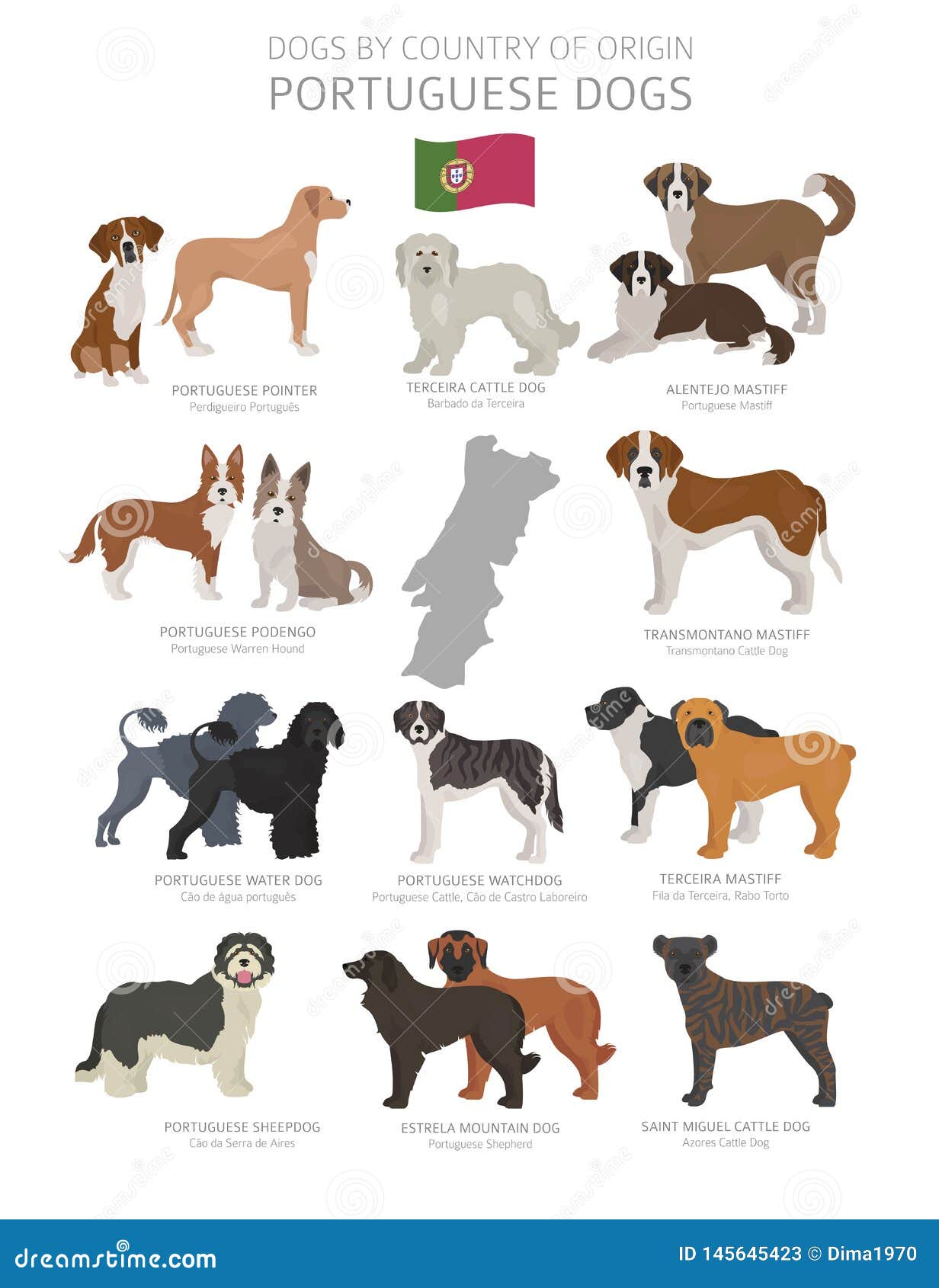 Национальность собаки. Породы собак по странам. Породы собак по странам происхождения. Породы собак происхождение страны. Страна собак.