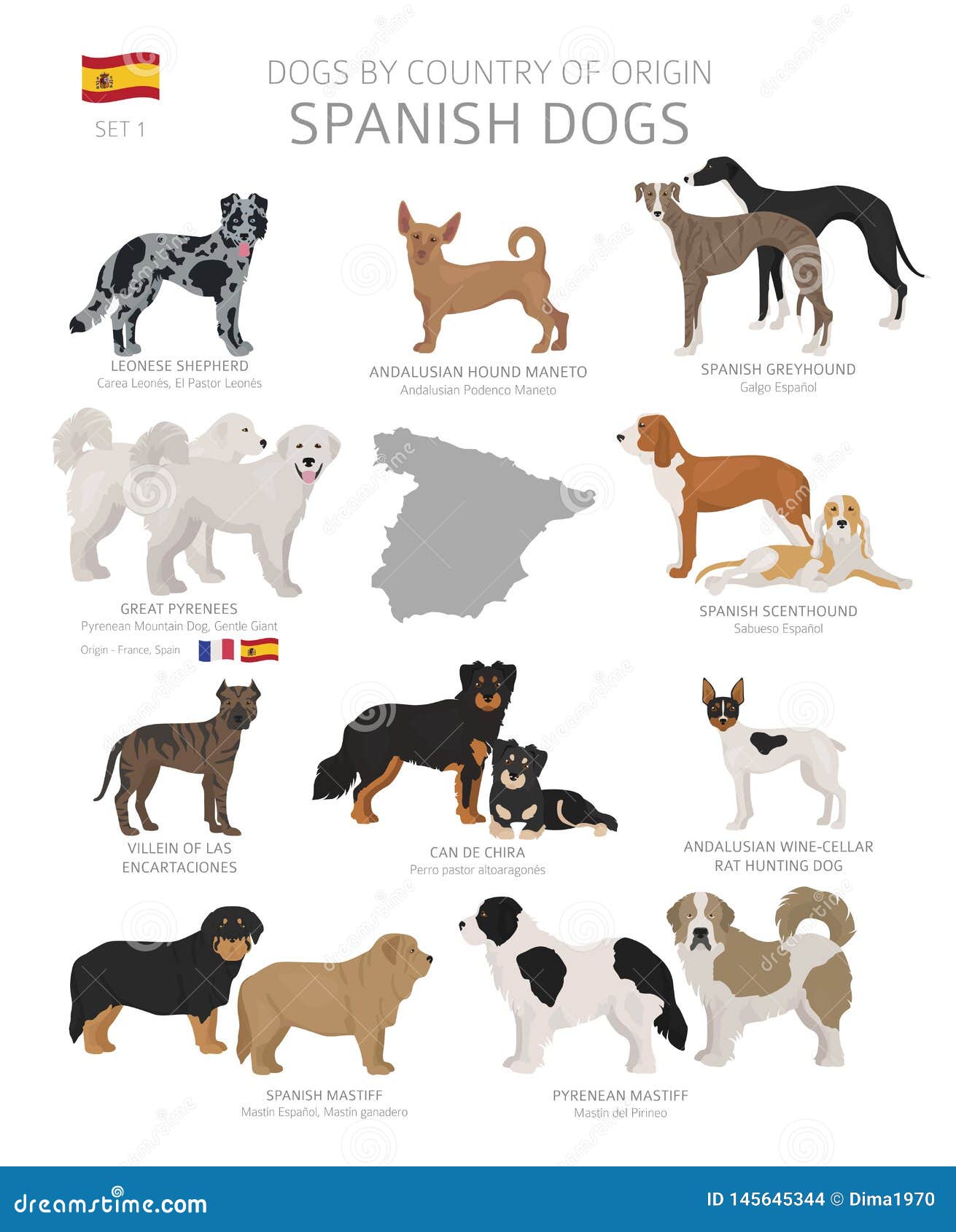 Hunde Durch Ursprungsland Spanische Hunderassen R Vektor Abbildung -  Illustration von land, getrennt: 145645344
