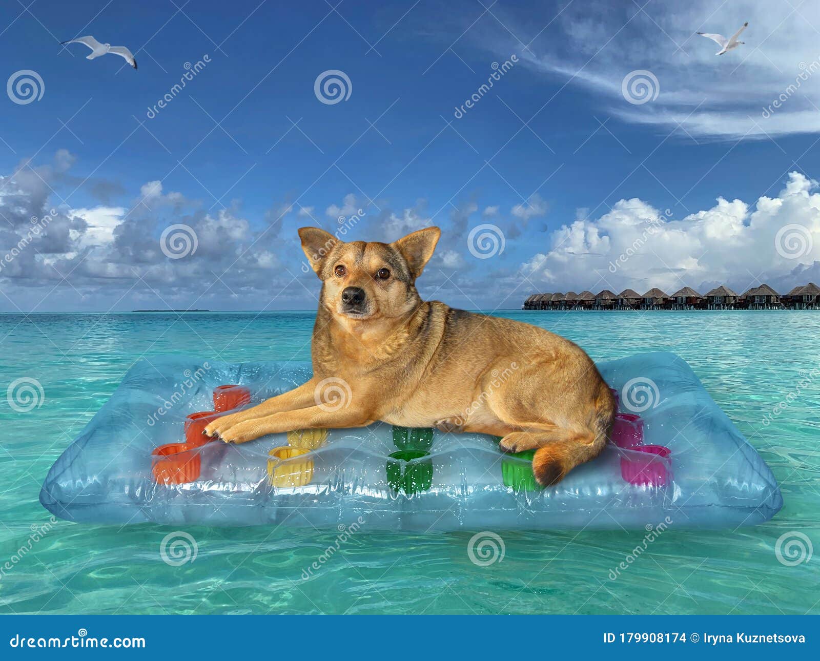 Hunde Entspannen Auf Dem Luftbett Stockfoto Bild von luftbett, hunde