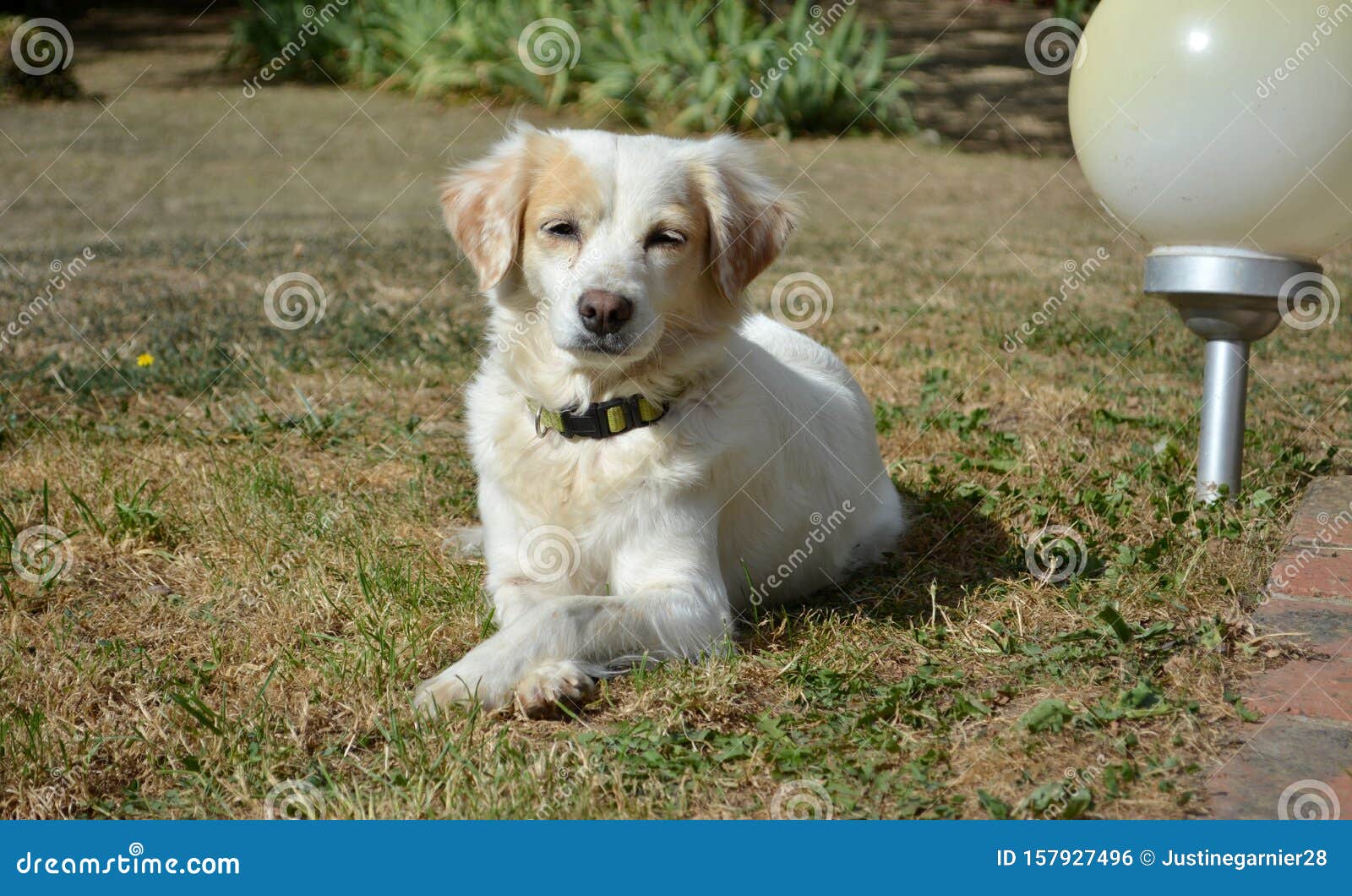 Hunde Entspannen In Der Sonne Stockfoto Bild von hund, verengt 157927496