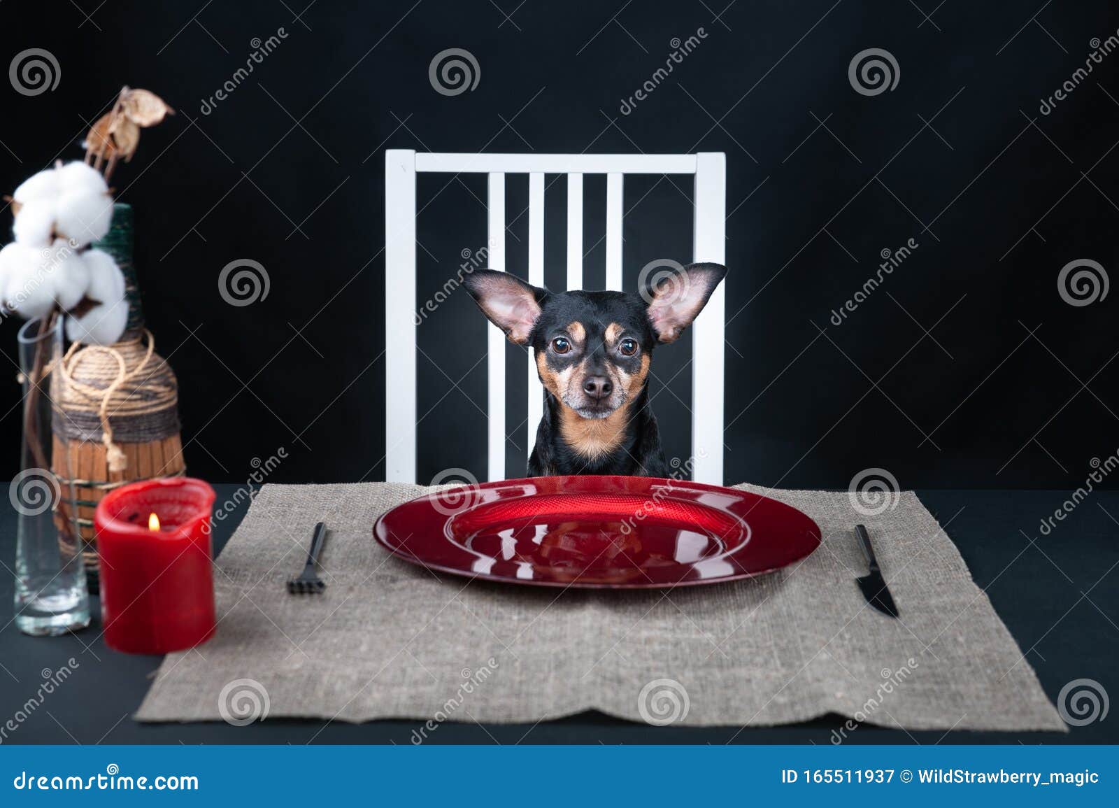 Hunde Sitzen An Einem Tisch Mit Leerem Teller Und Warten Auf Essen