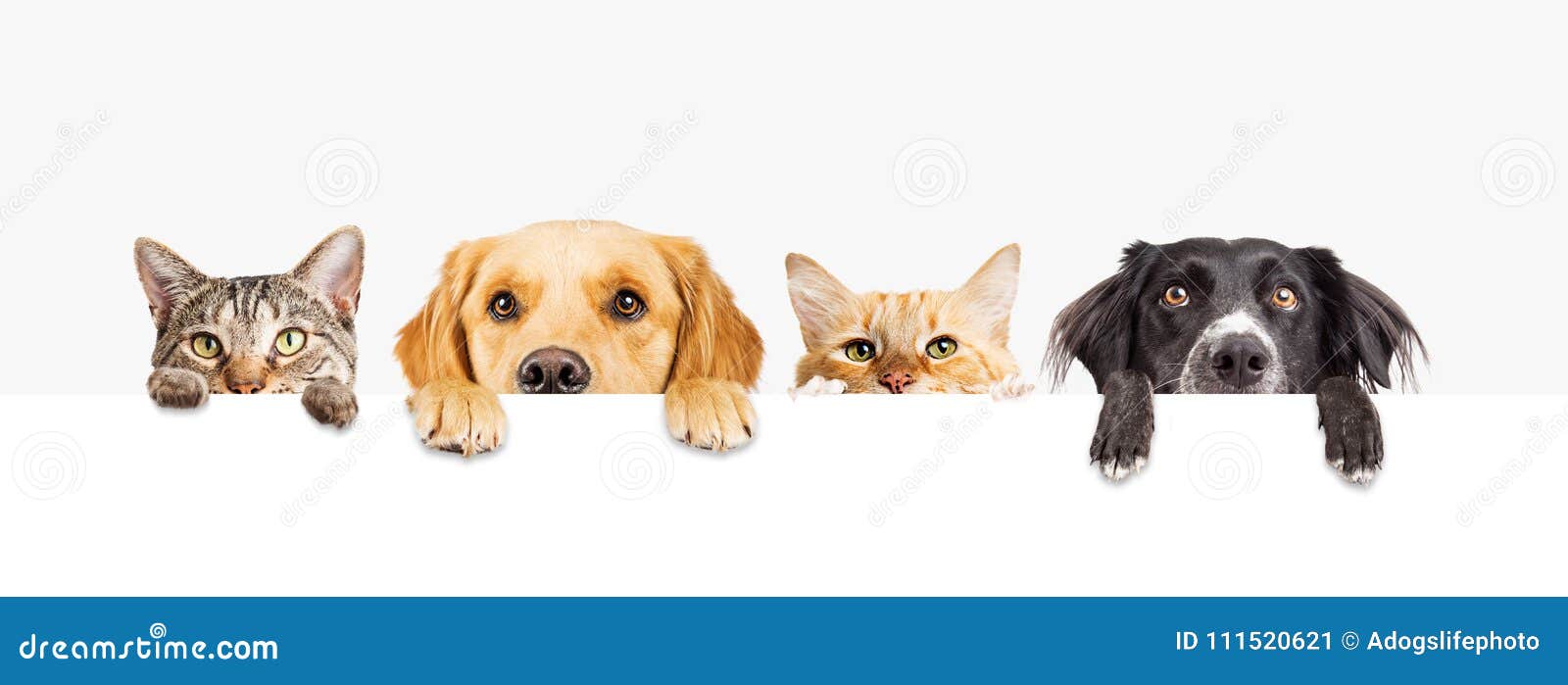 Hunde Und Katzen, Die über Netz-Fahne Spähen Stockbild - Bild von