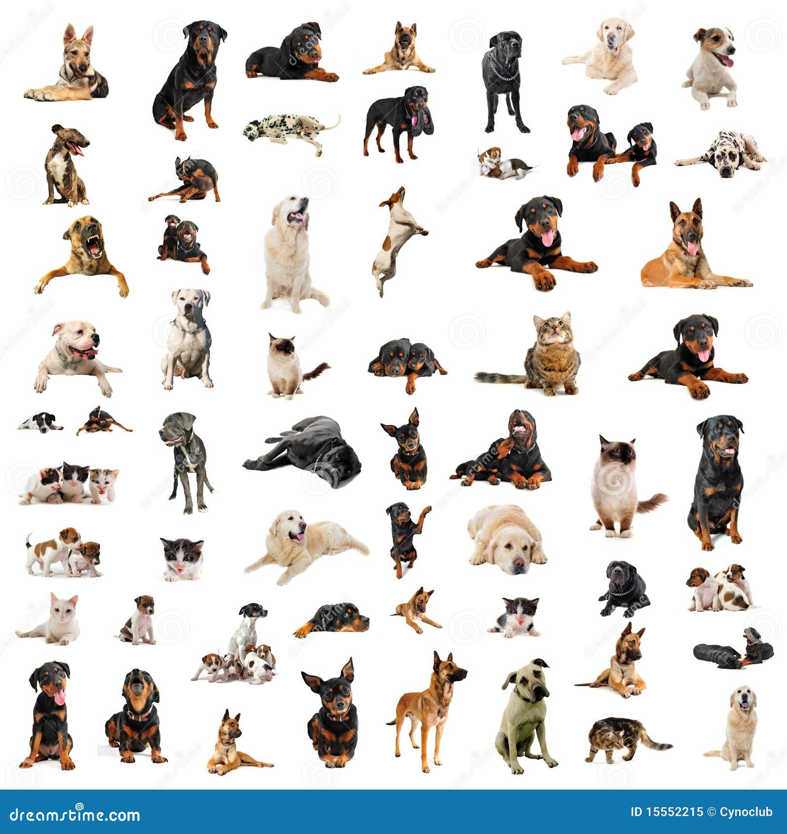 Hunde, Welpen und Katzen stockbild. Bild von hunde, schätzchen 15552215