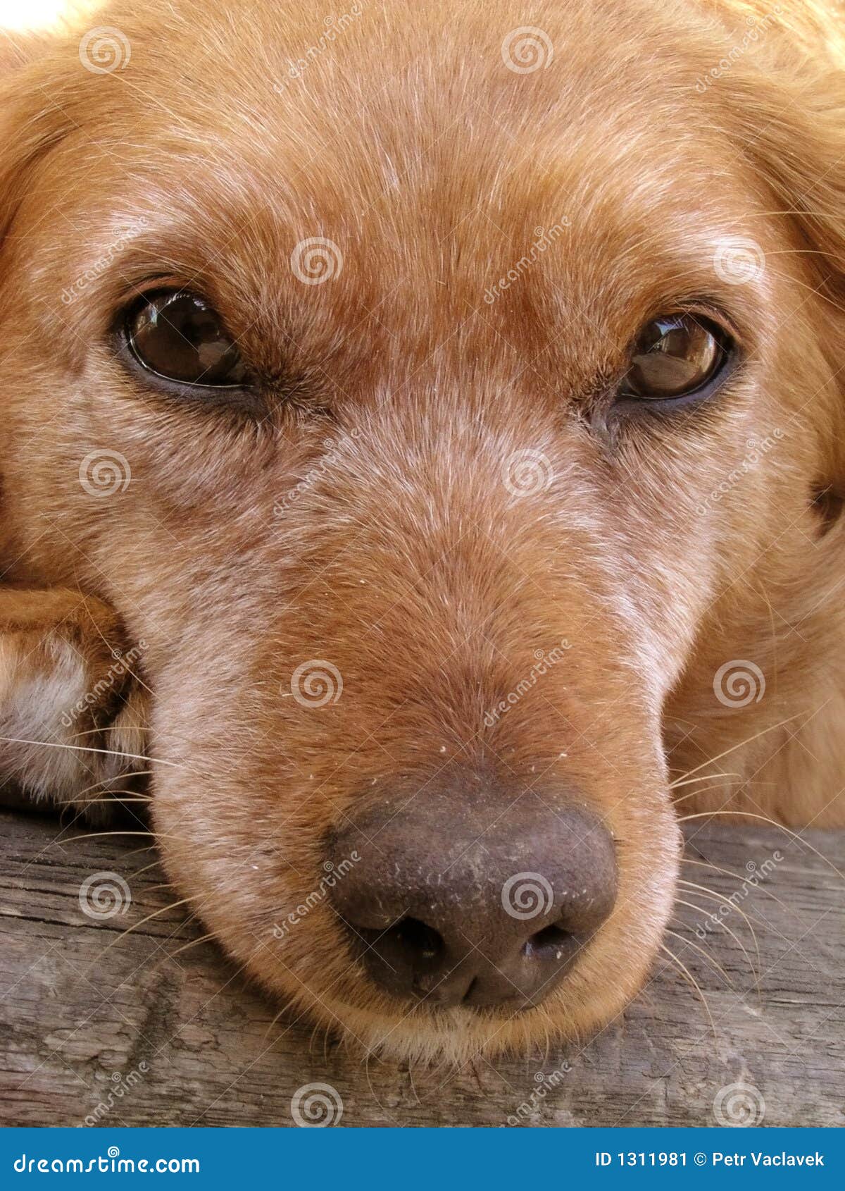 Hundegesicht stockbild. Bild von exemplar, behaart, ehrlich - 1311981