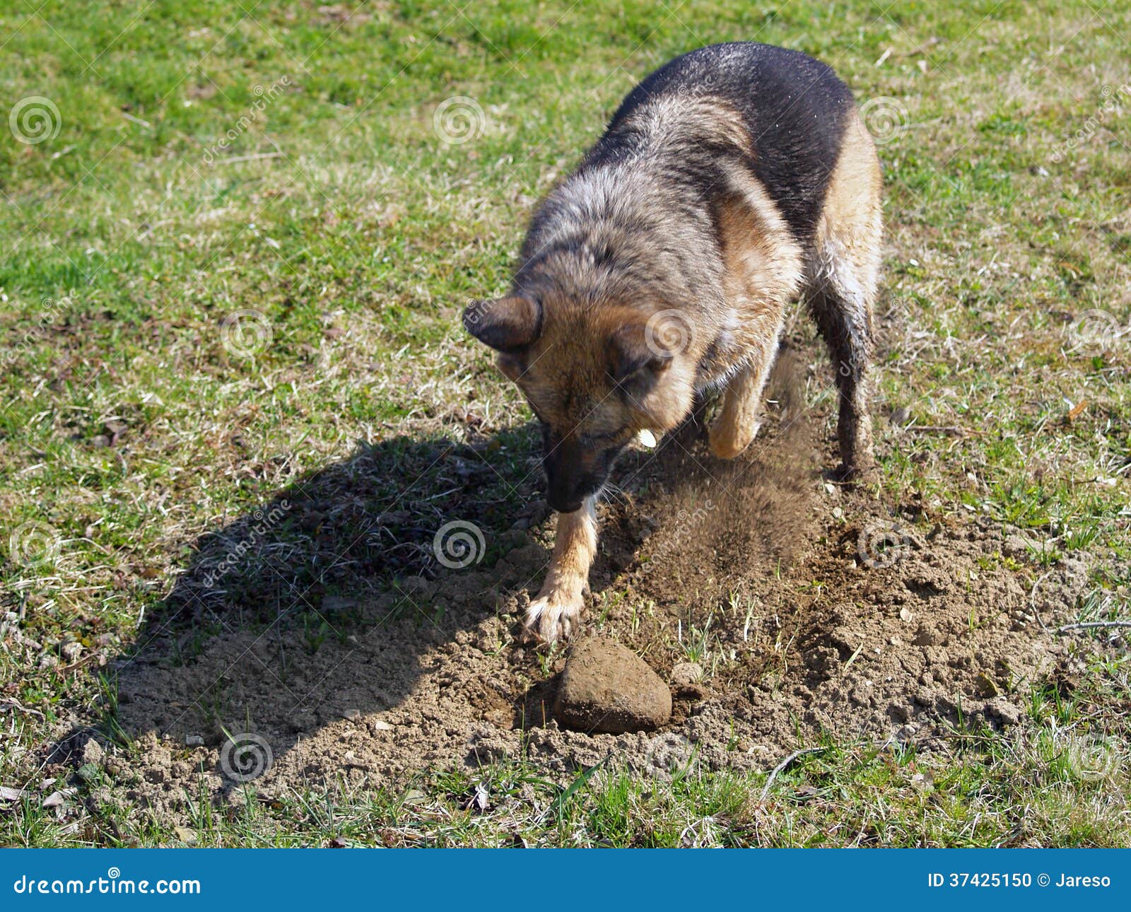 Hundegrabendes Loch Auf Dem Gebiet Stockfoto Bild von boden, grün