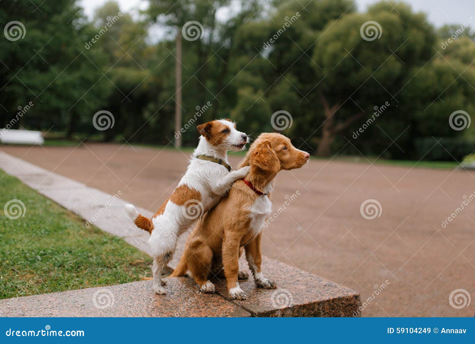 Hundeliebe Und Umarmung Stockbild Bild Von Umarmung