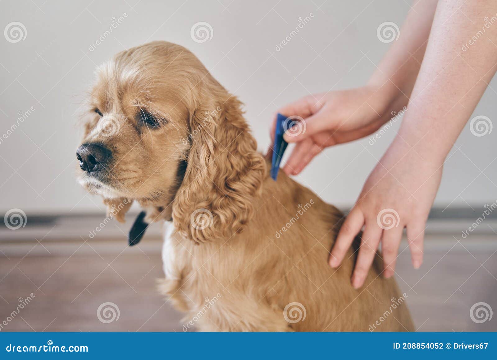 Ofre Bourgogne onsdag Hunden Droppas På Avkomman Med Ett Parasitmedel Arkivfoto - Bild av  sjukhus, päls: 208854052