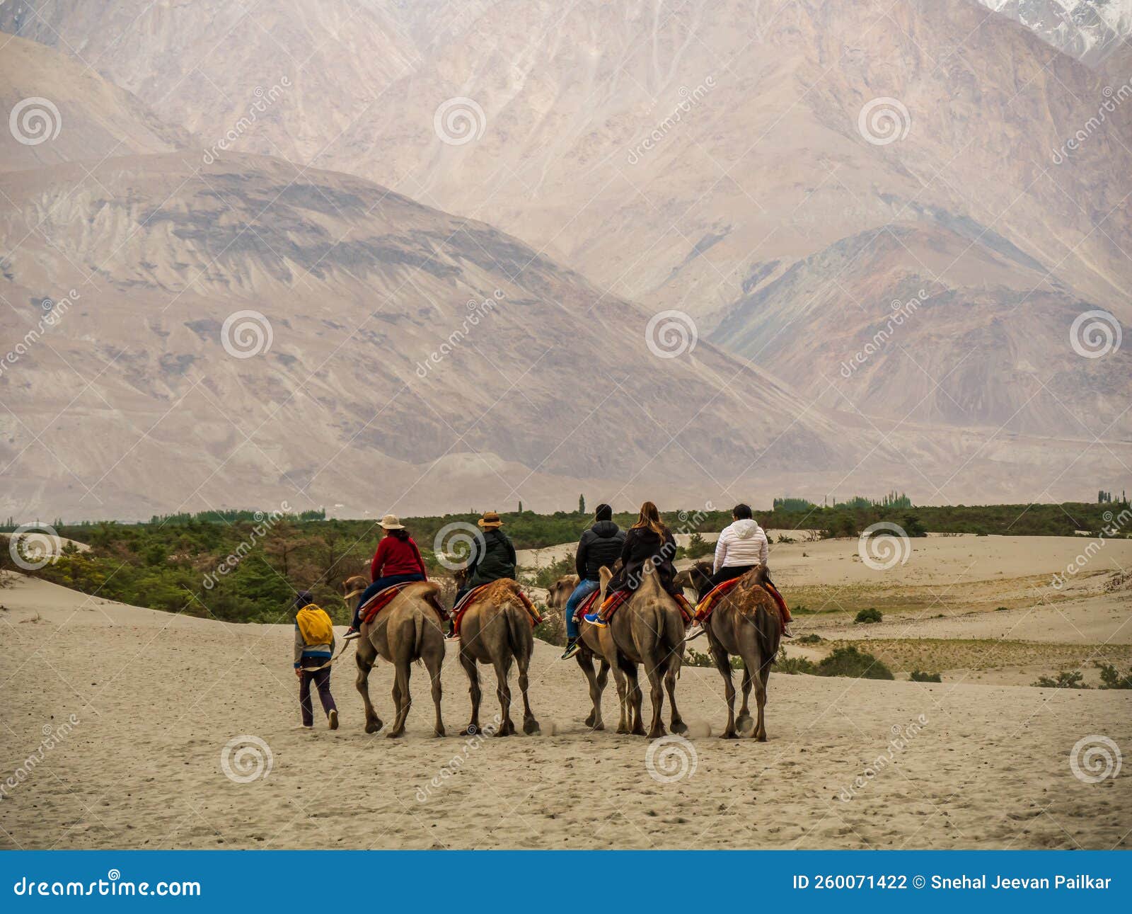 Sand Dunes Nubra Valley Cold Desert Ladakh Stock Photos - Free & Royalty-Free Stock Photos from Dreamstime Sand Dunes Nubra Valley Cold Desert Ladakh Stock Photos - Free & Royalty-Free Stock Photos from Dreamstime