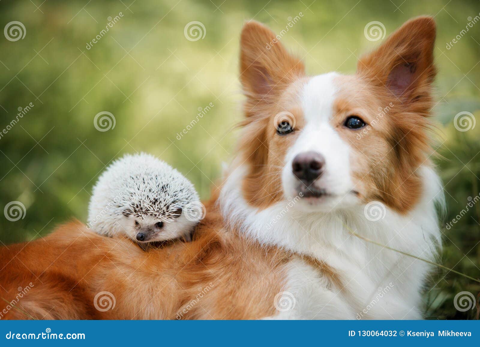 Hunderasse Border Collie, Das Mit Einem Igelen Spielt Stockfoto Bild