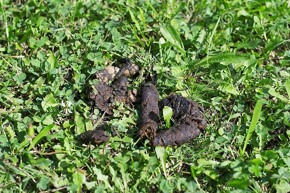 Hundescheiße Und fliege Im Grünen Gras Stockbild Bild von