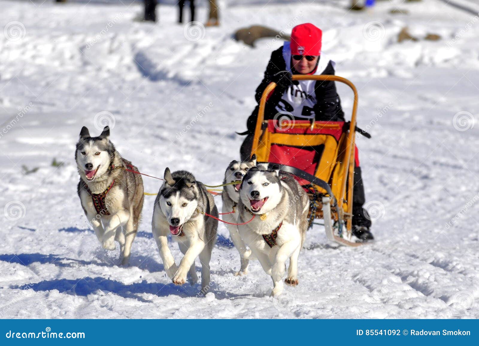  Hundeschlittenrennen redaktionelles stockfotografie. Bild von satz Motiv 
