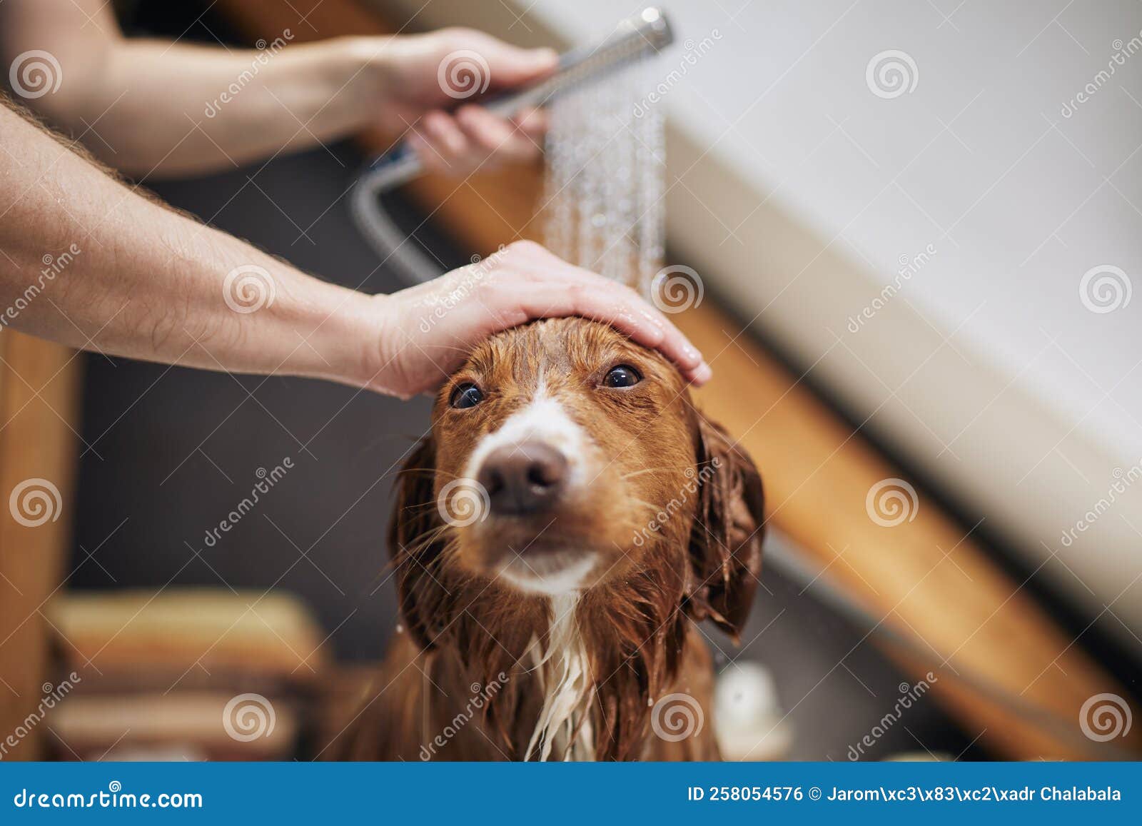 Hundewanne im Badezimmer stockfoto. Bild von pflegen - 258054576