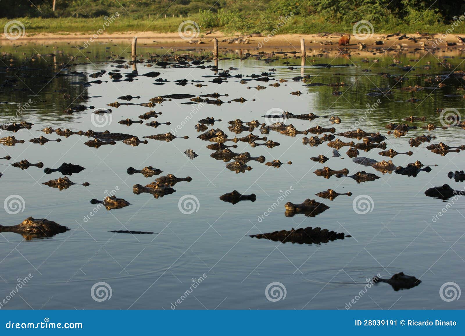 hundreds of caimans at pantanal