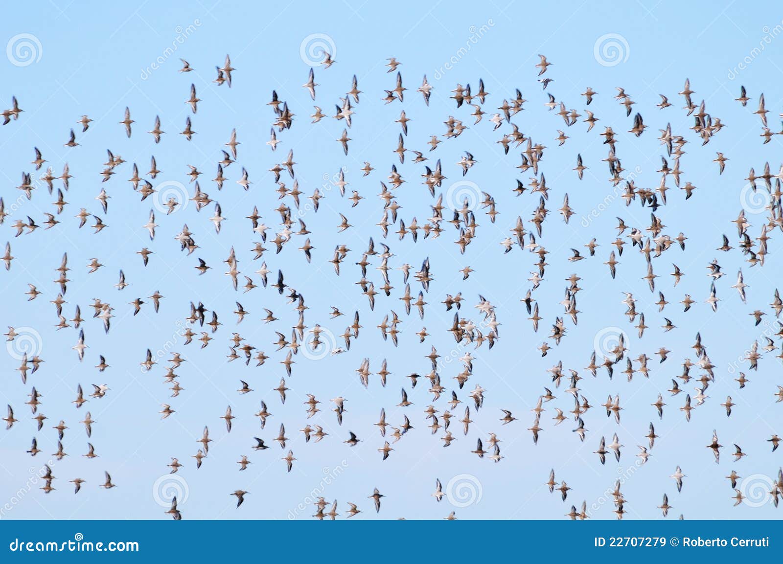 hundreds of sea birds