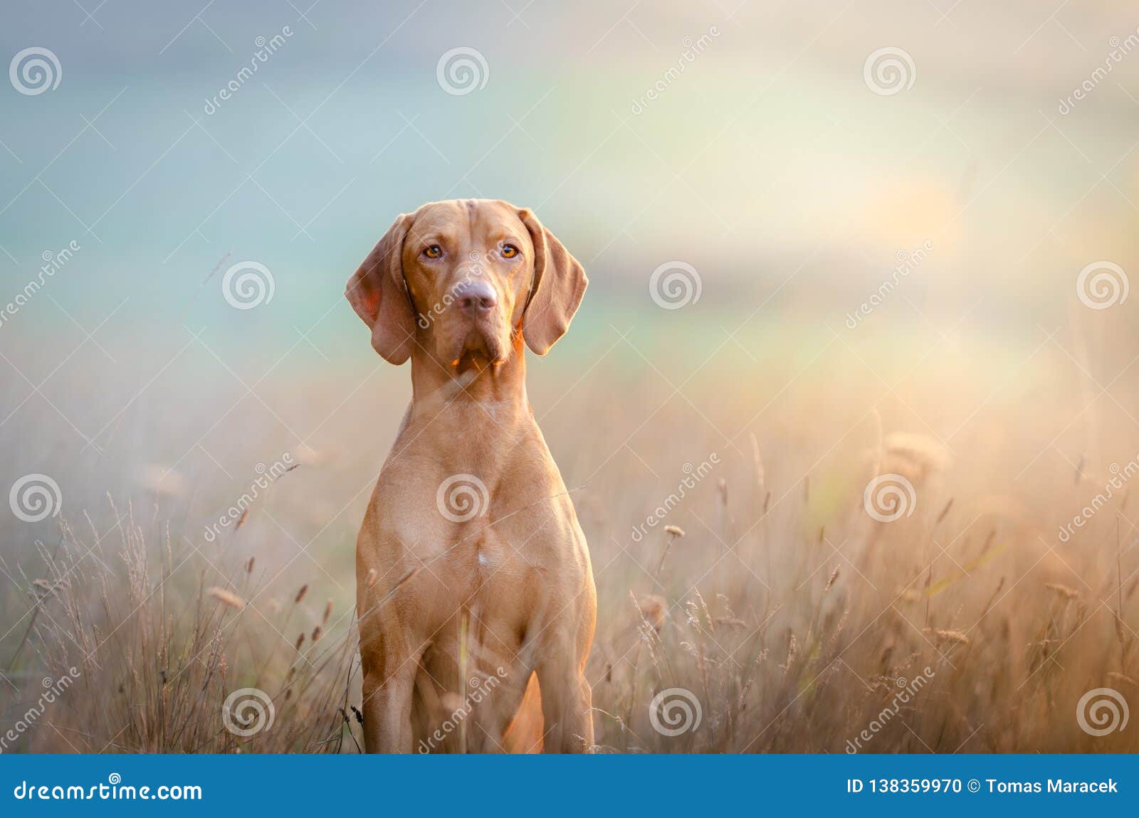 hungarian hound pointer vizsla dog in autumn time in the field
