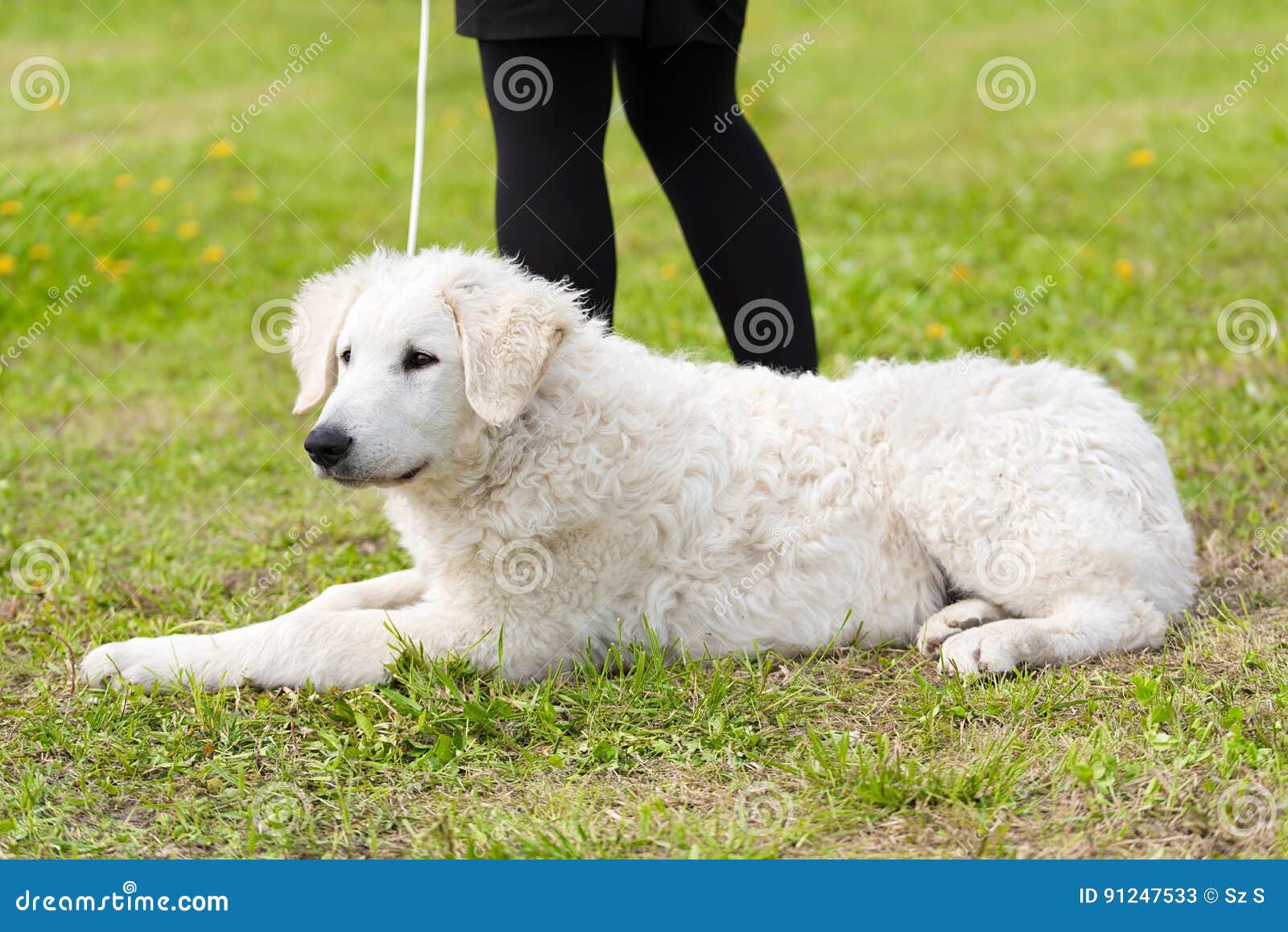 cane kuvasz