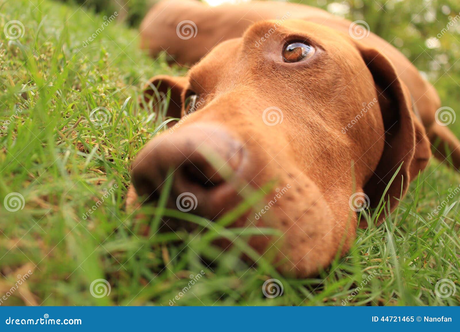 Hungarian pointer stock image. Image of eyes, nature ...