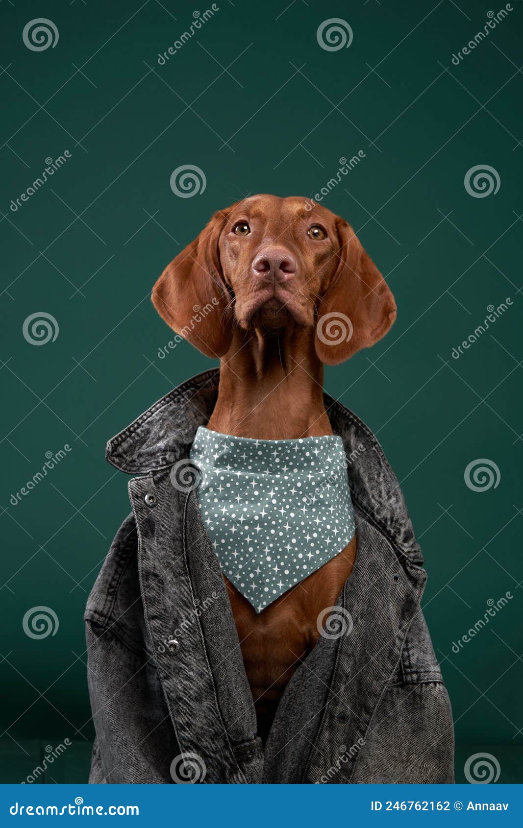 Hungarian Vizsla Jacket Hungarian Vizsla Jacket