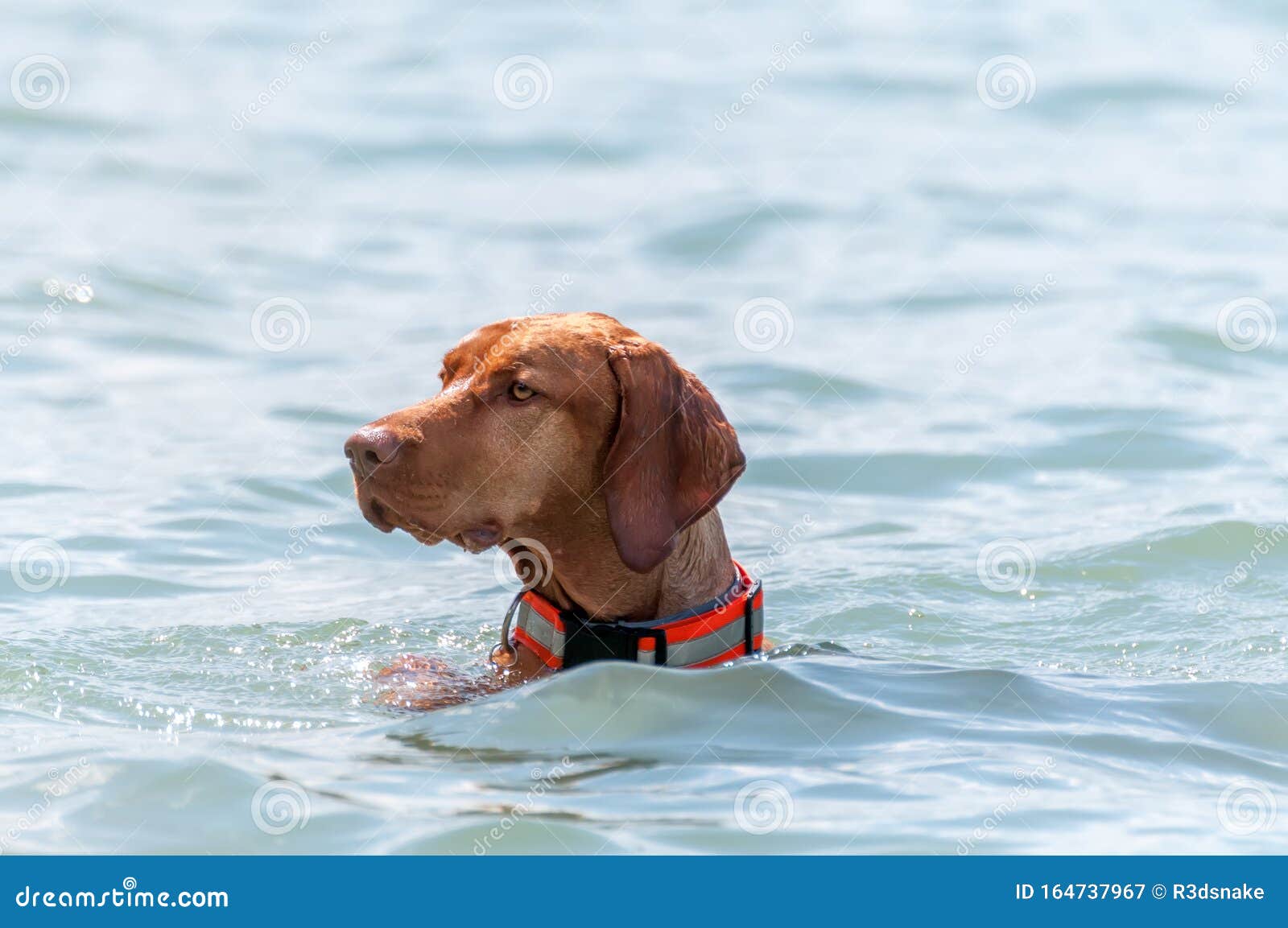 teals vizsla