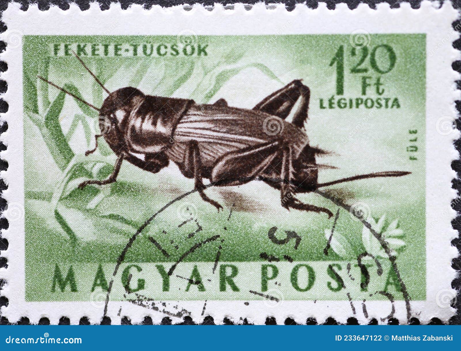 Cricket Hungary