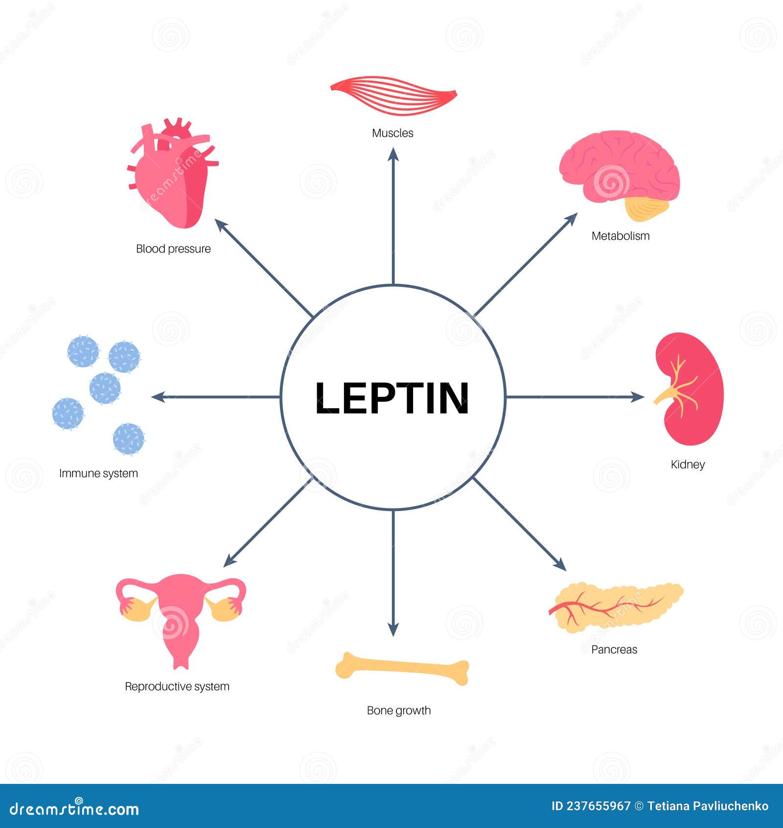 Hunger appetite hormones stock vector. Illustration of system 237655967