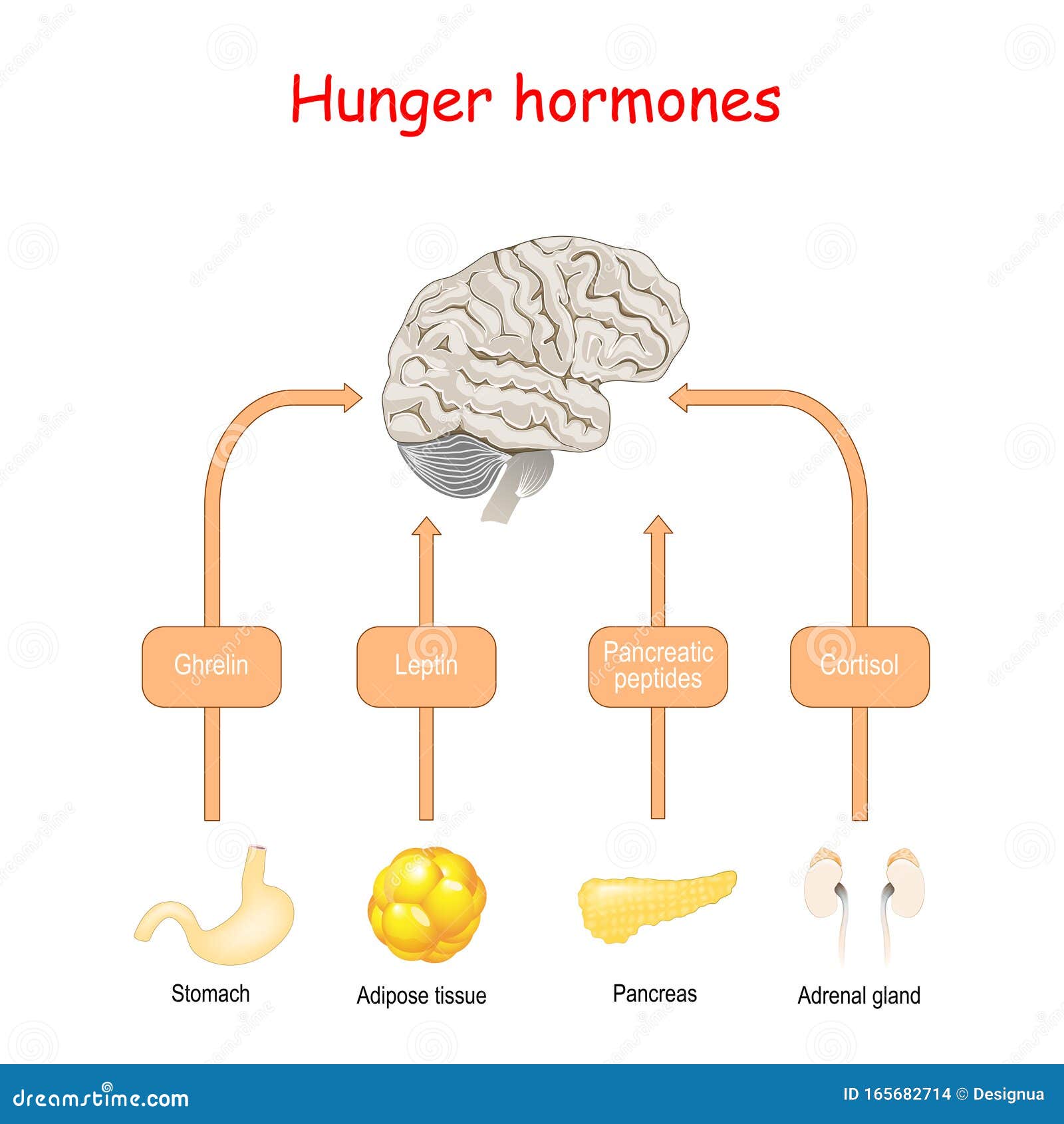 hunger hormones and appetite. cortisol, pancreatic peptides, ghrelin, and leptin