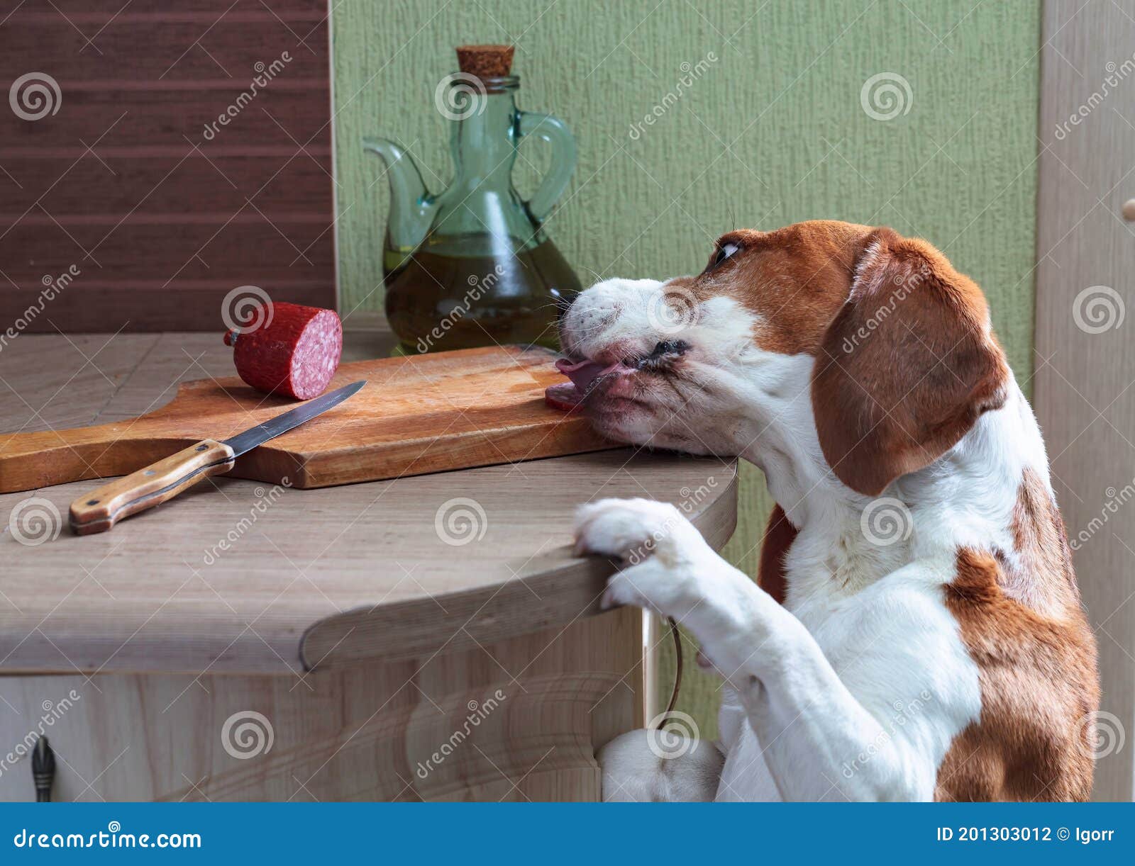 hungry beagle