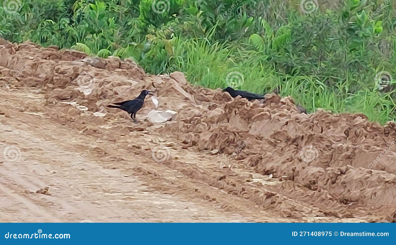 Hungry Bird eat Plastic stock image. Image of agriculture 271408975