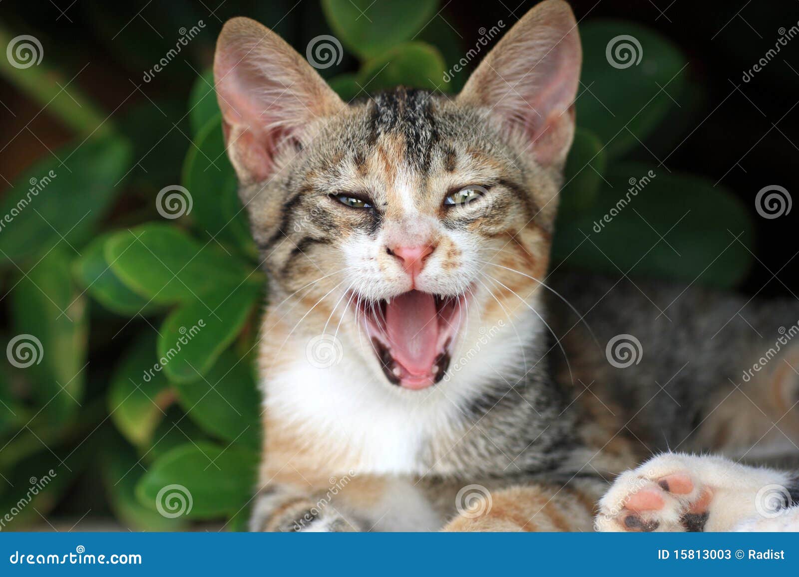 The hungry cat  stock image Image of selective foreground 