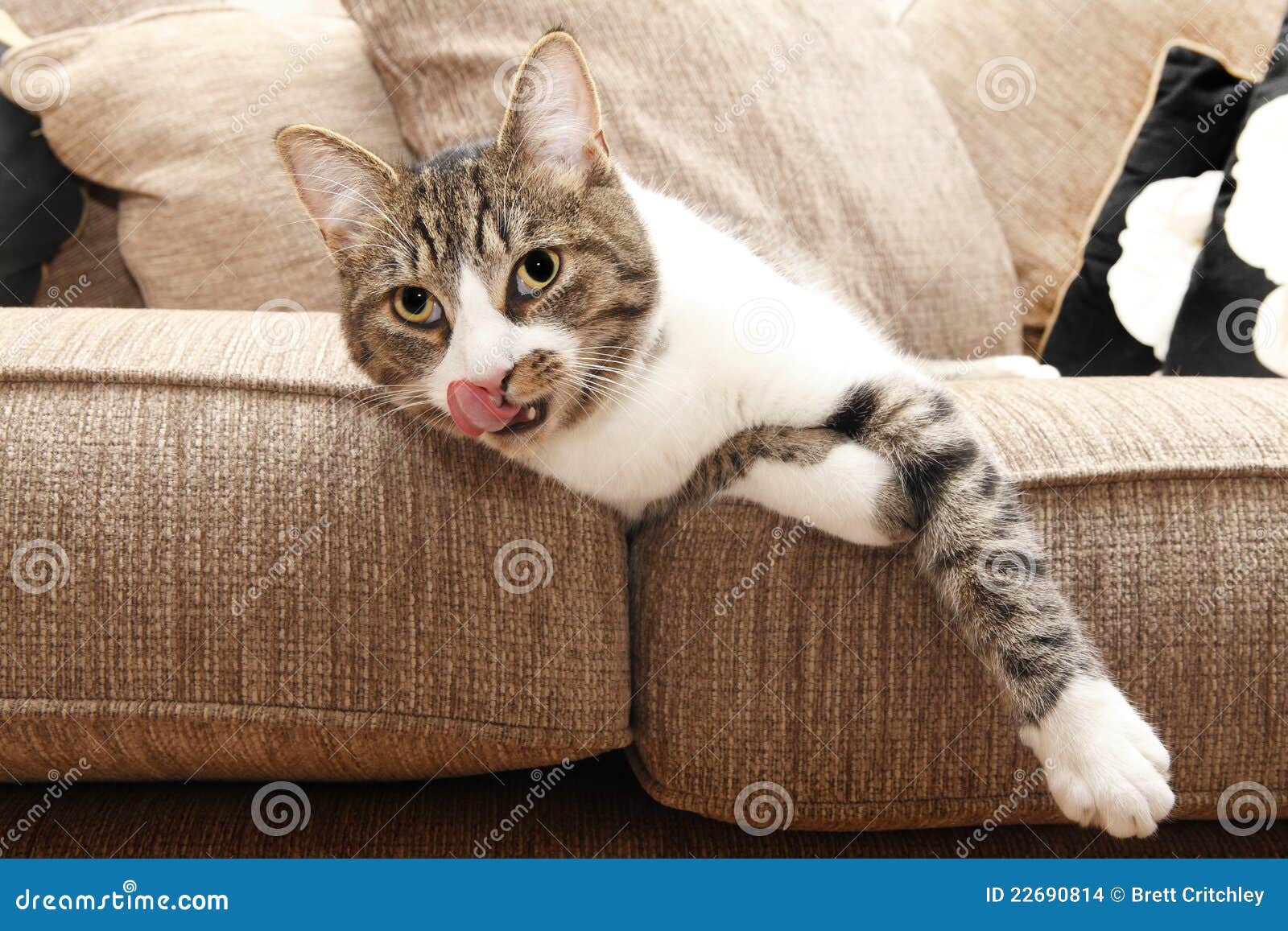 Hungry cat stock photo. Image of licks, lick, licking 22690814