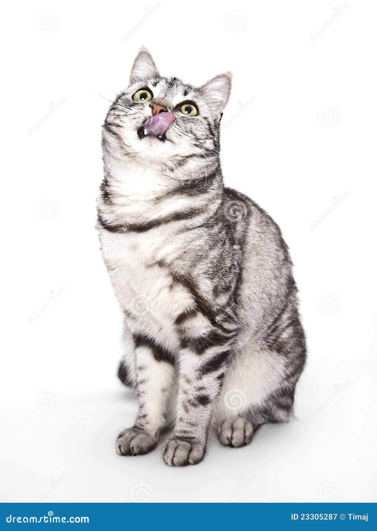  Hungry cat  stock image Image of young grey hungry  