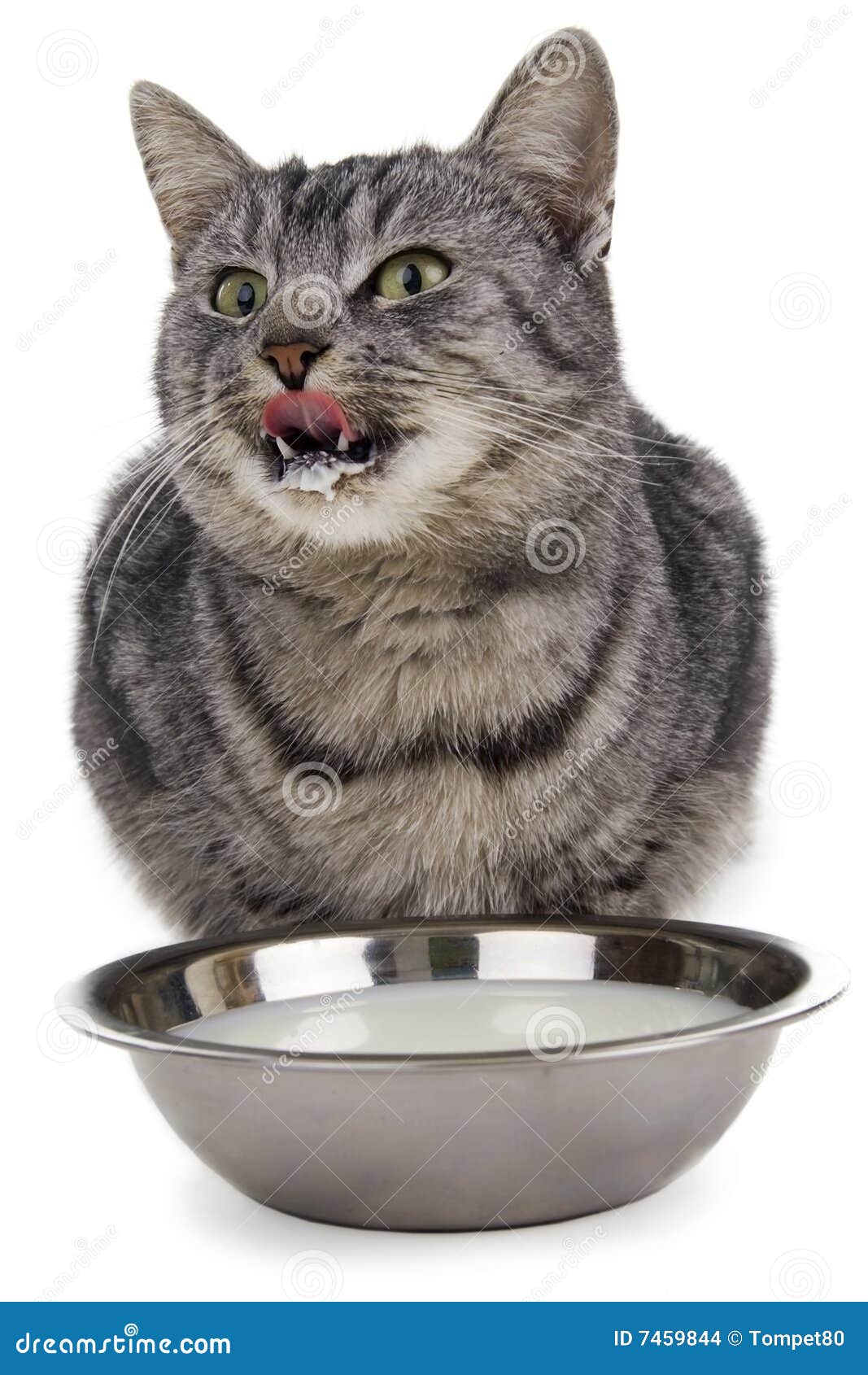  Hungry cat  stock photo Image of feline sitting lovely 