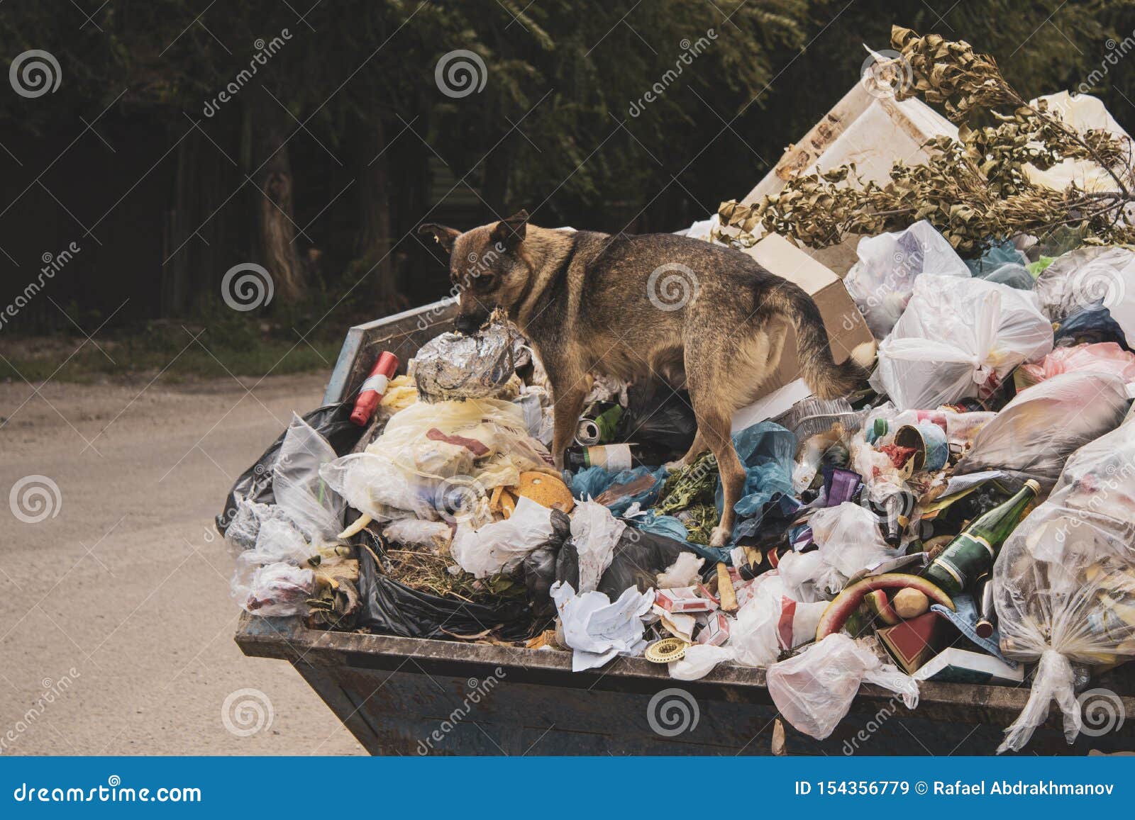 A Hungry Dirty Stray Dog Climbs in a Large Garbage Can and Searches for Food.  a Mountain of Uncleaned Food Waste and Plastic Falls Stock Image - Image of  falls, recycling: 154356779