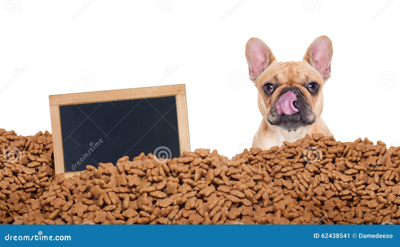 Hungry dog in a food rain stock image. Image of lunch