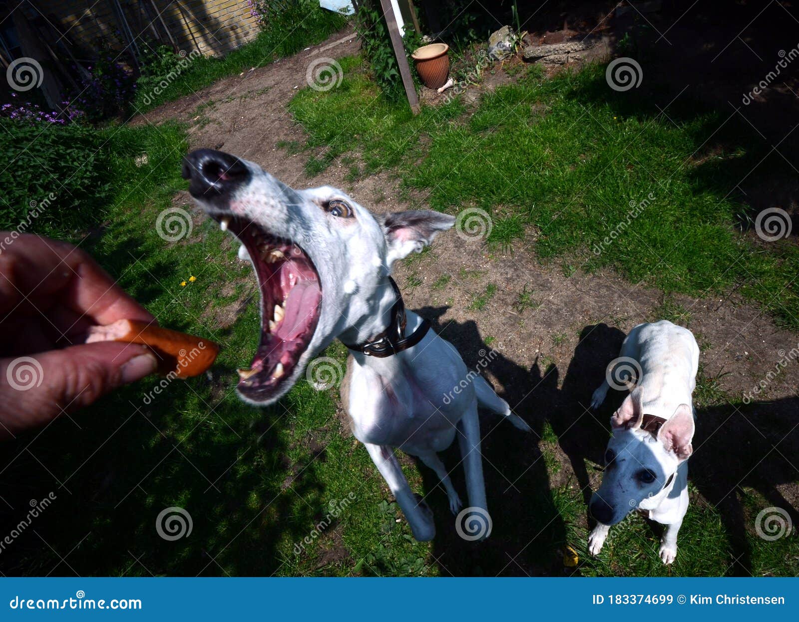 A Hungry Dog Jumps for a Sausage Stock Image Image of jump, greedy