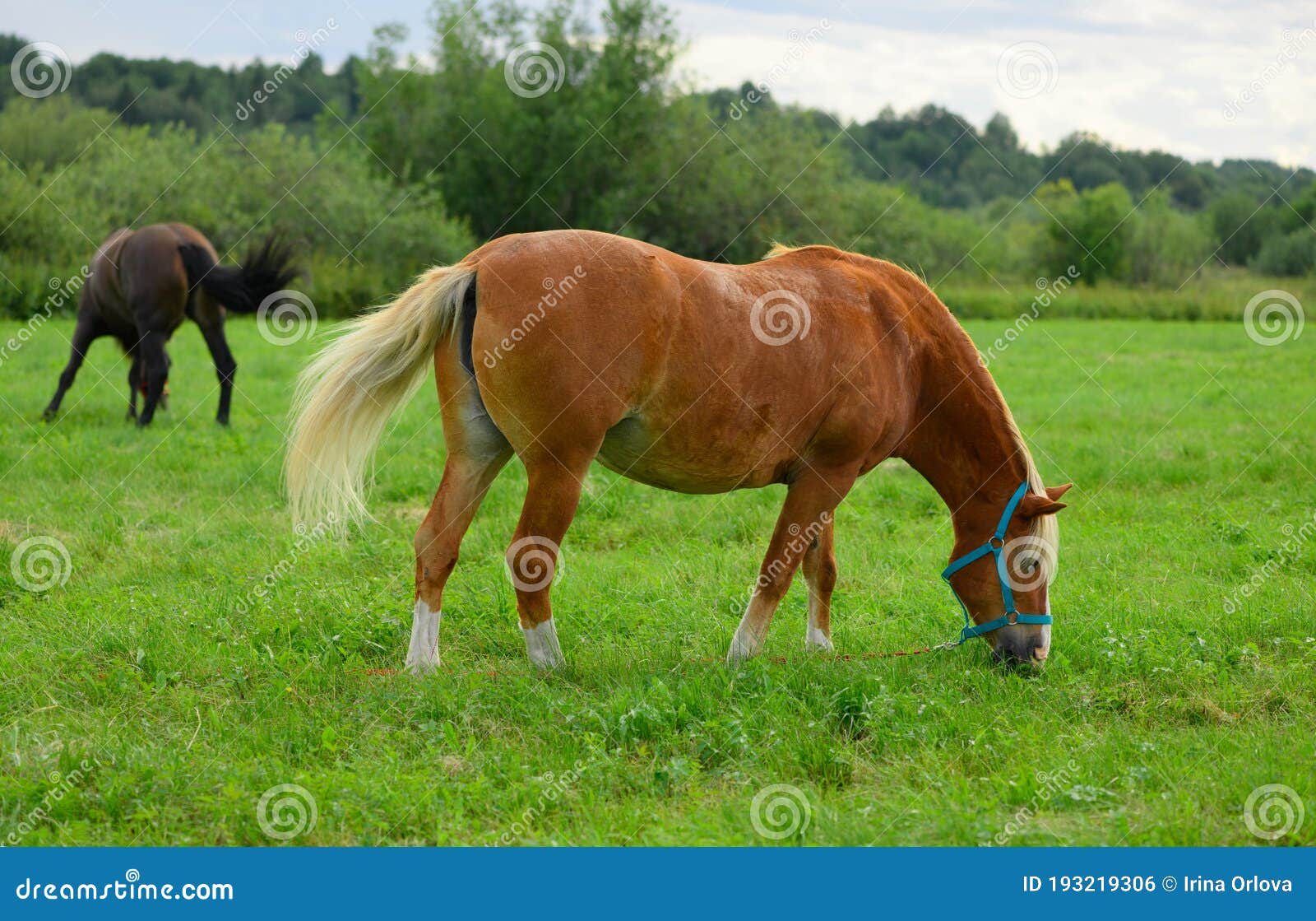 The Hungry Draft Red Horse with the Blue Halter is Flicking Its Tail in
