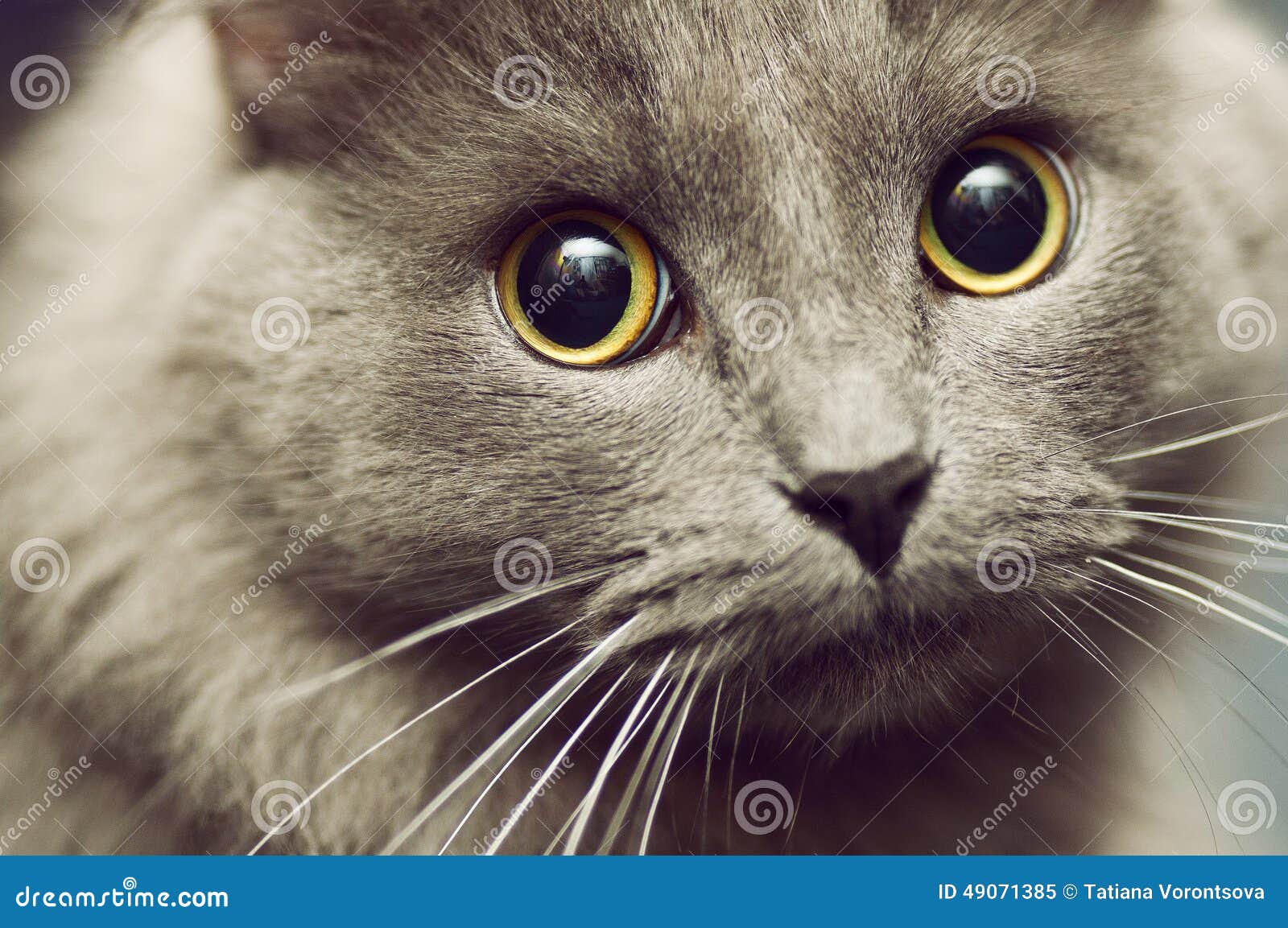 Hungry eyes stock image. Image of away, hungry, simba 49071385