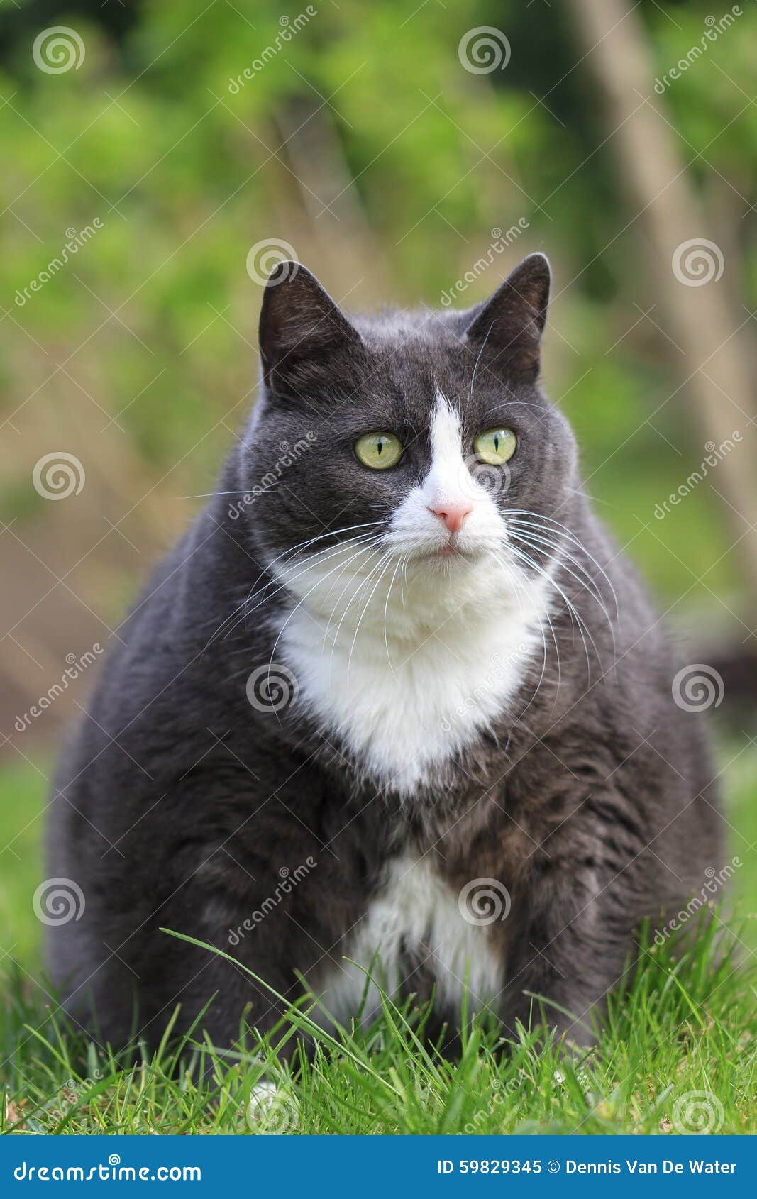 Hungry fat  cat  stock image Image of head garden cute 